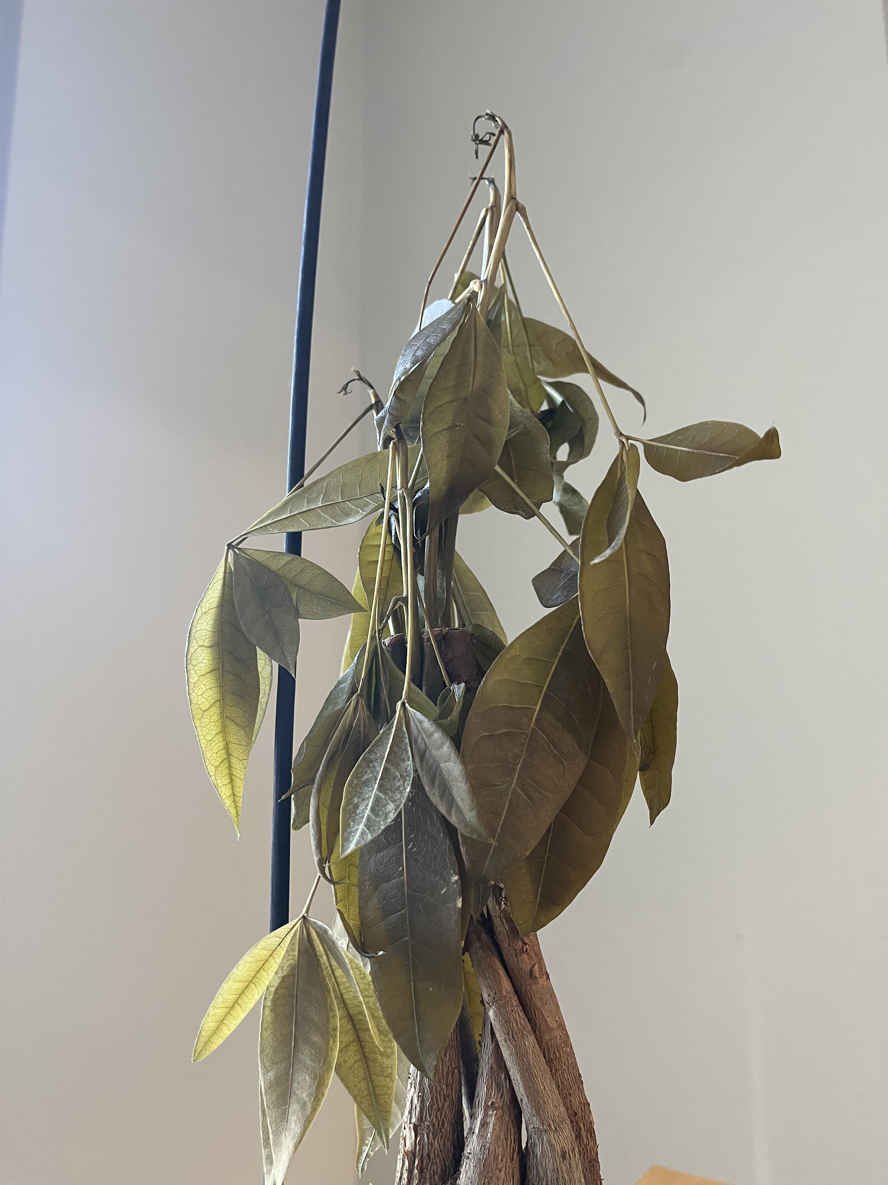 Droopy money plant r/plants