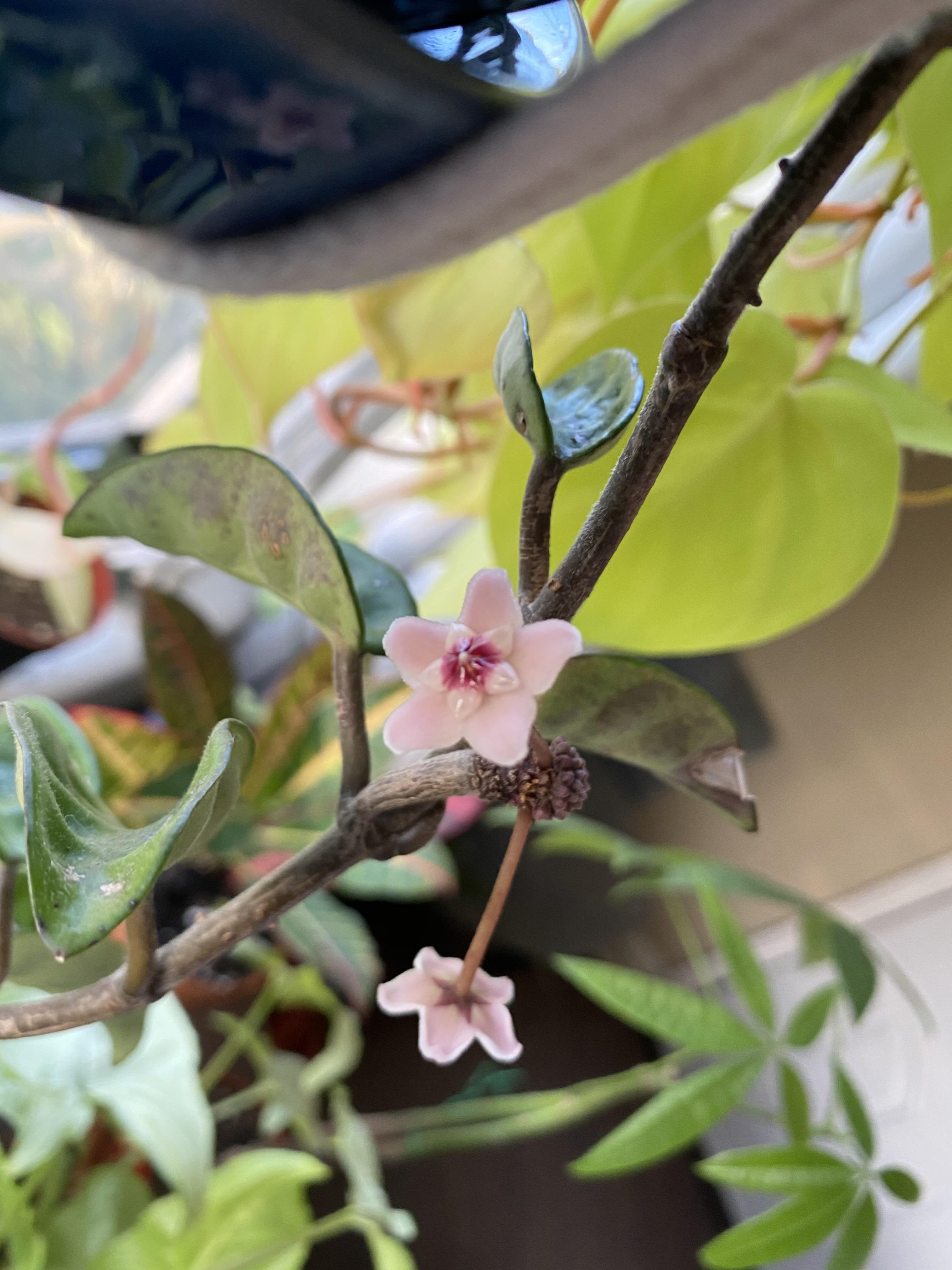My first Hoya bloom!! Smells like chocolate 😋