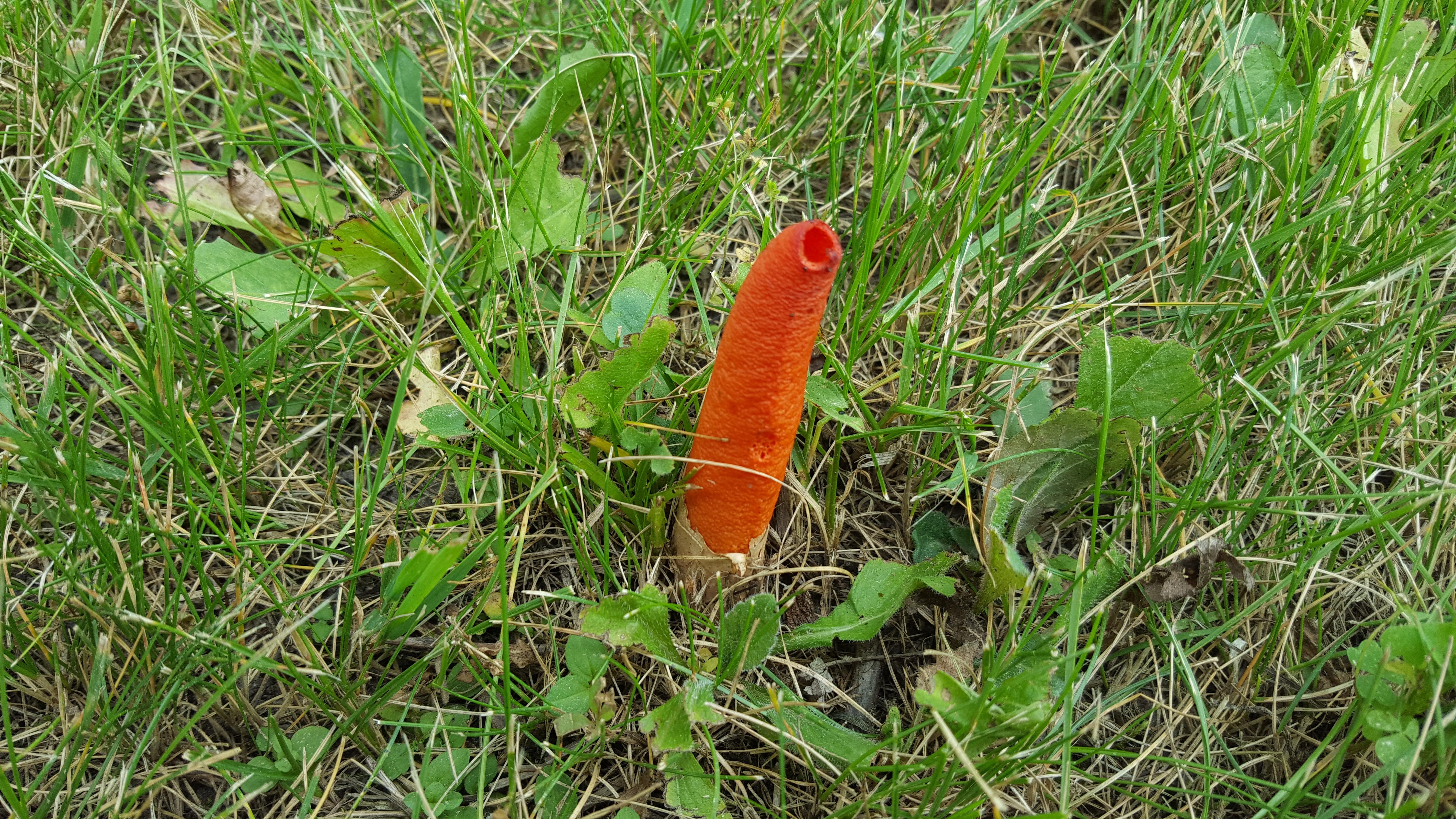 This orange / red tube growing out of the ground Location Southeast