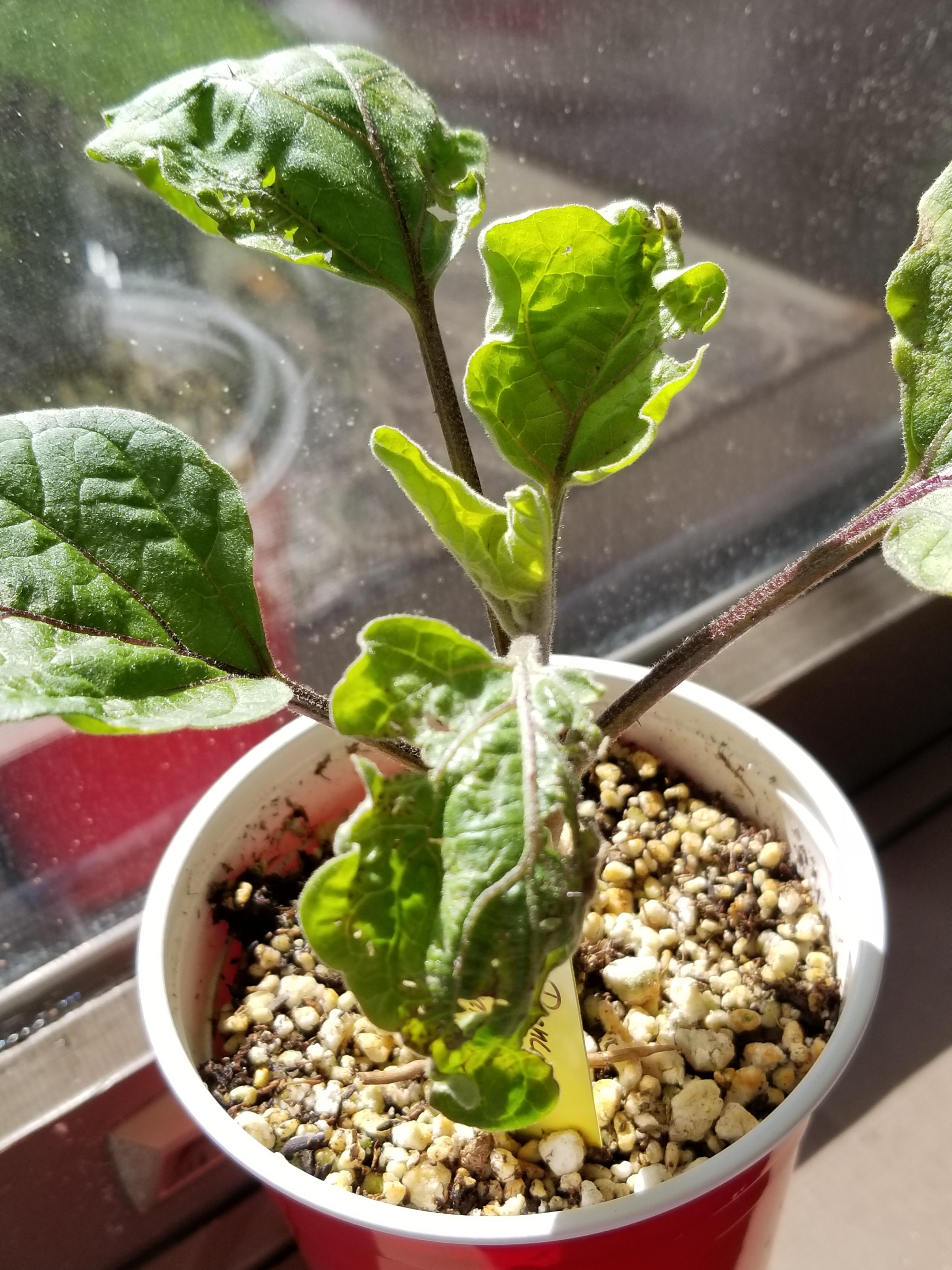 These holes in the leaves of this eggplant are definitely from some