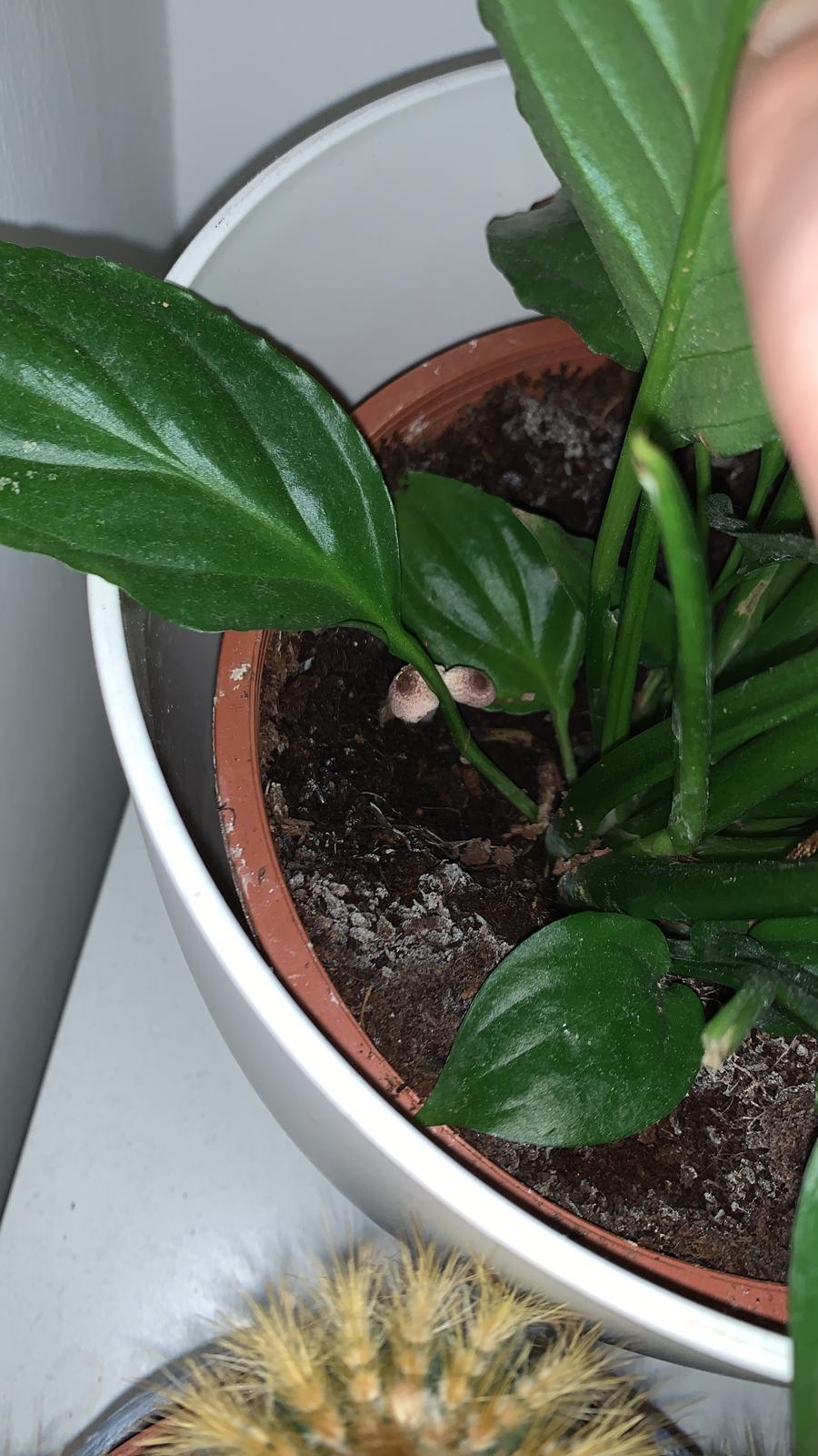 Help! Does my girlfriend’s peace lily need repotting? It’s started to