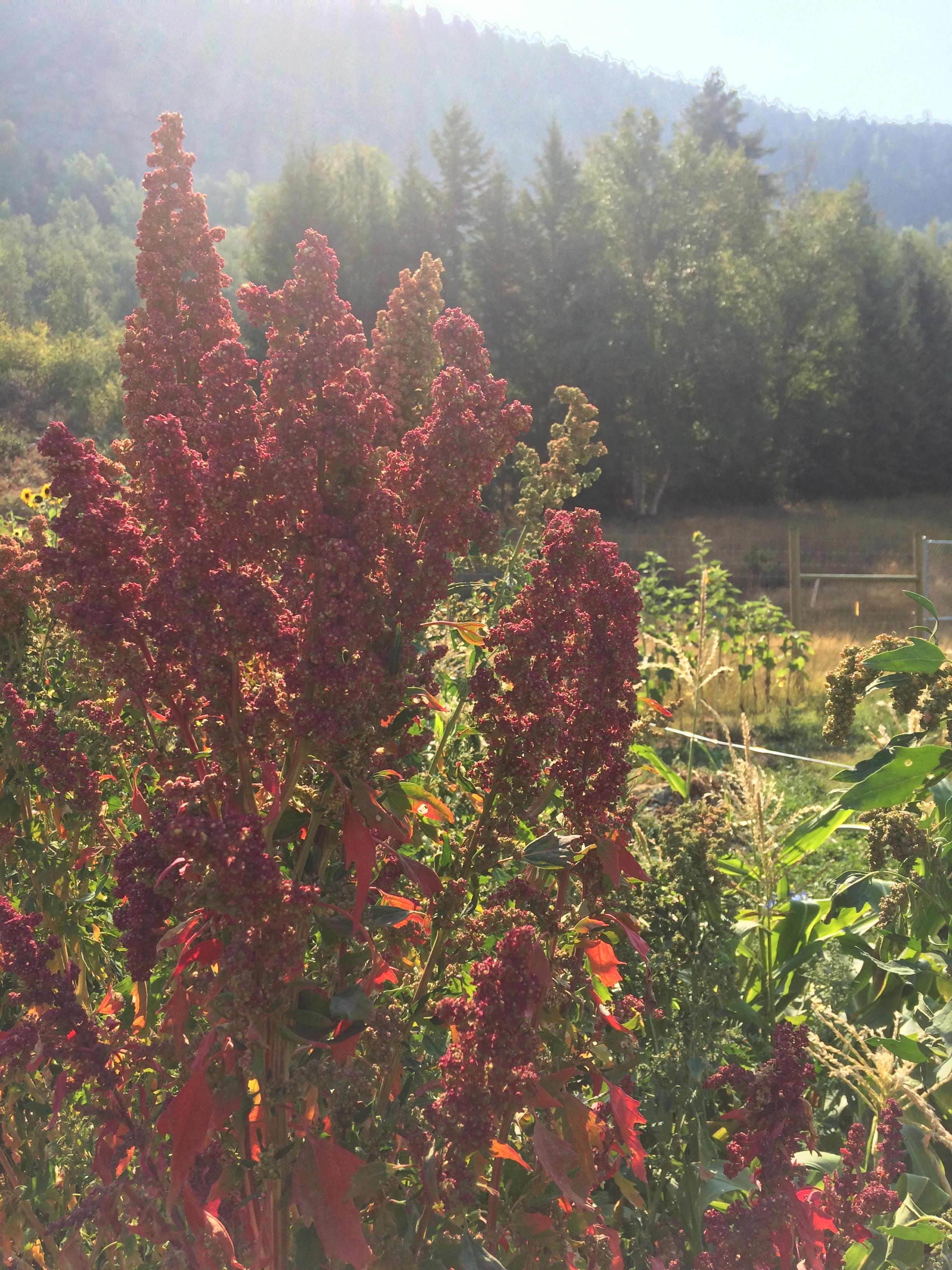 Growing Quinoa this year. It's almost ready to harvest. No idea what to