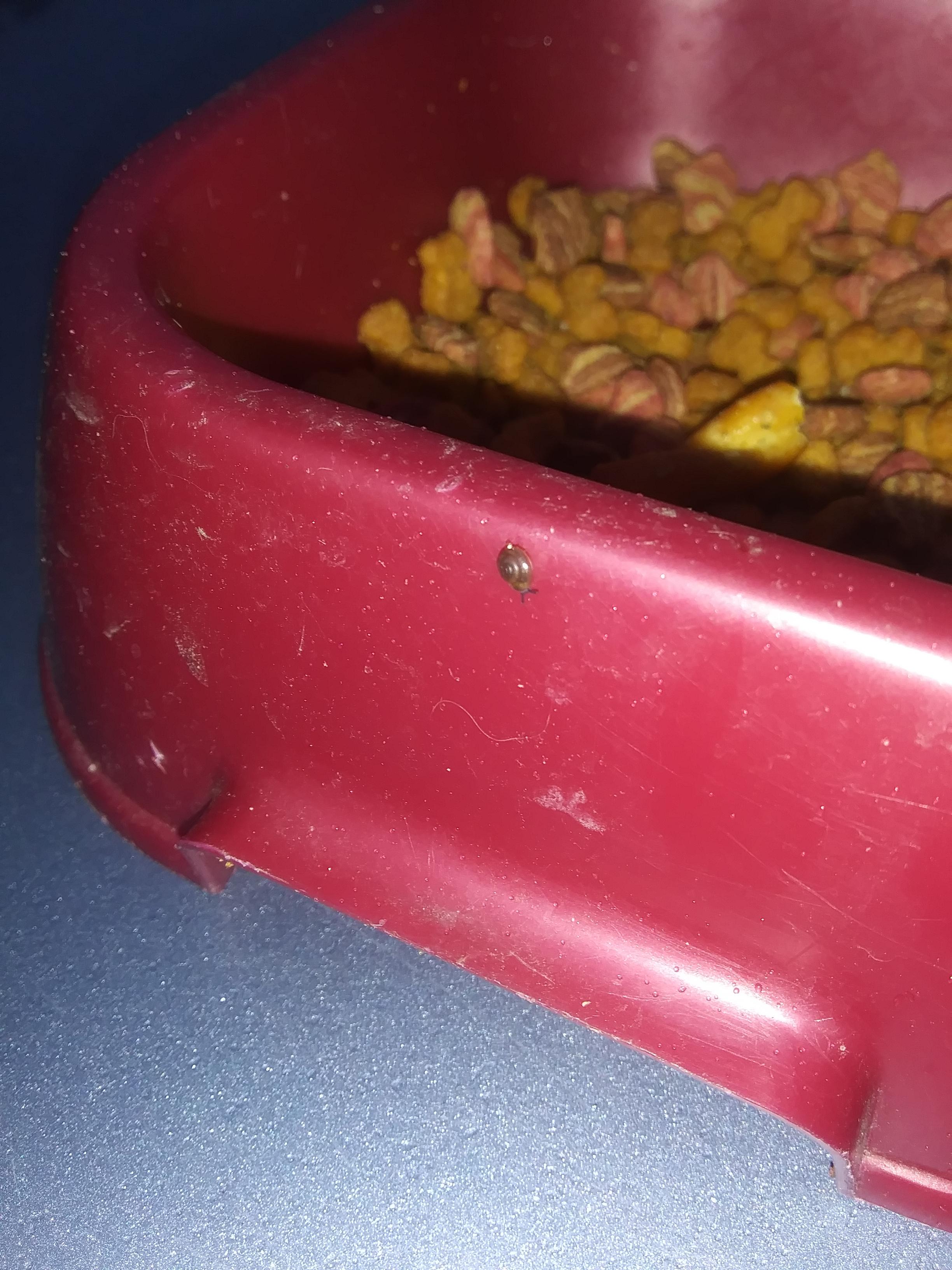 This tiny snail I found on my cat's food dish after the rain! This