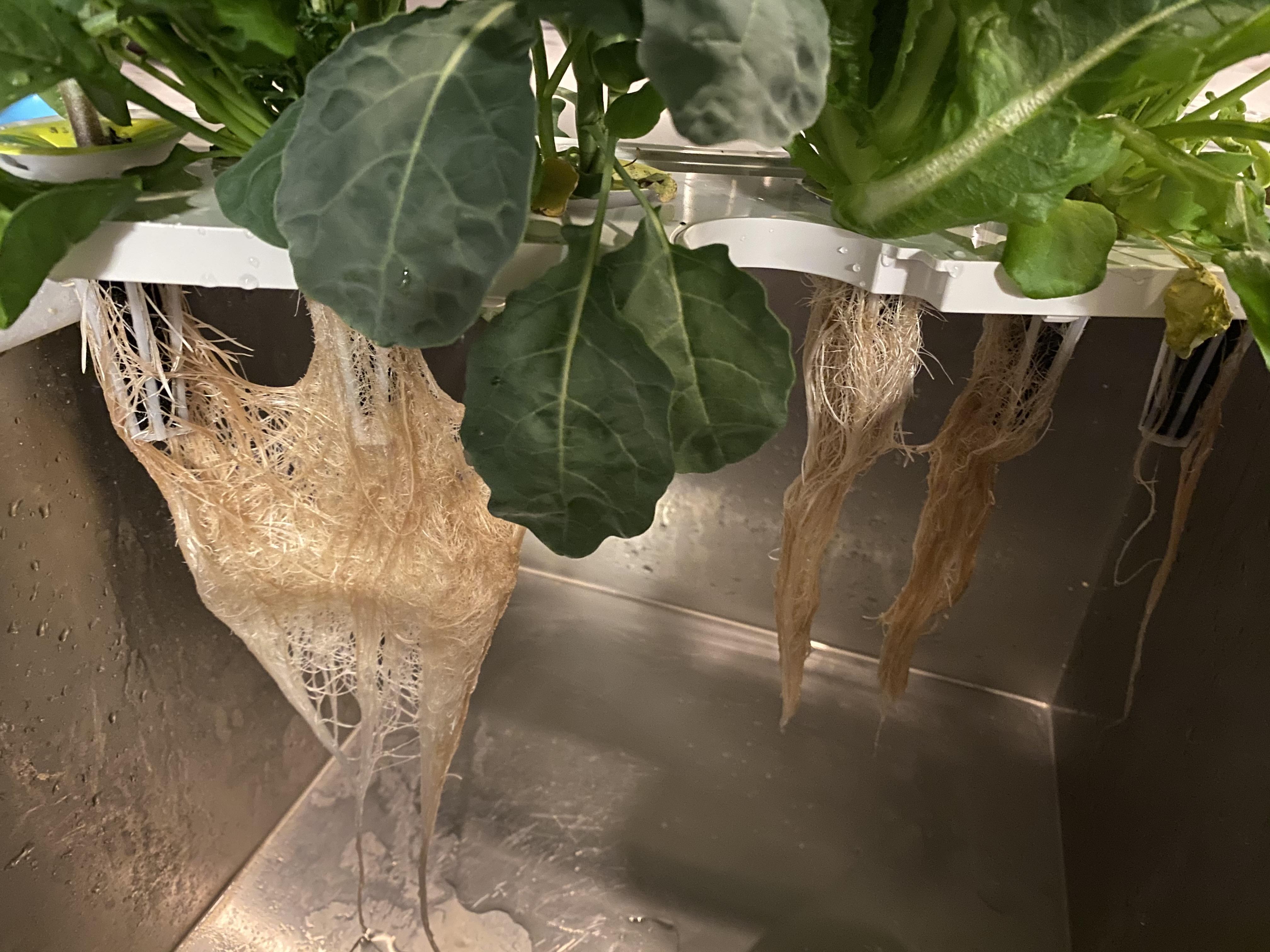 Advice on detangling? Can I cut them apart? Did other side and half my