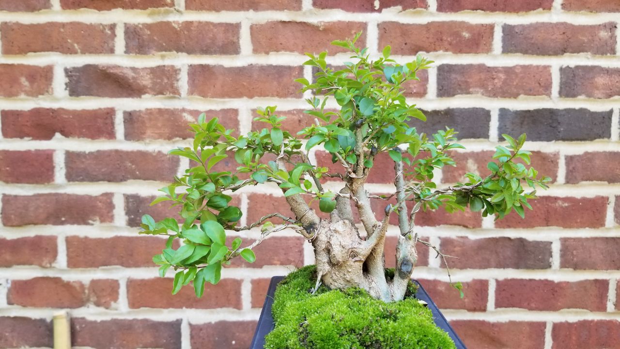 yamadori privet about 90 days out of the field r/Bonsai