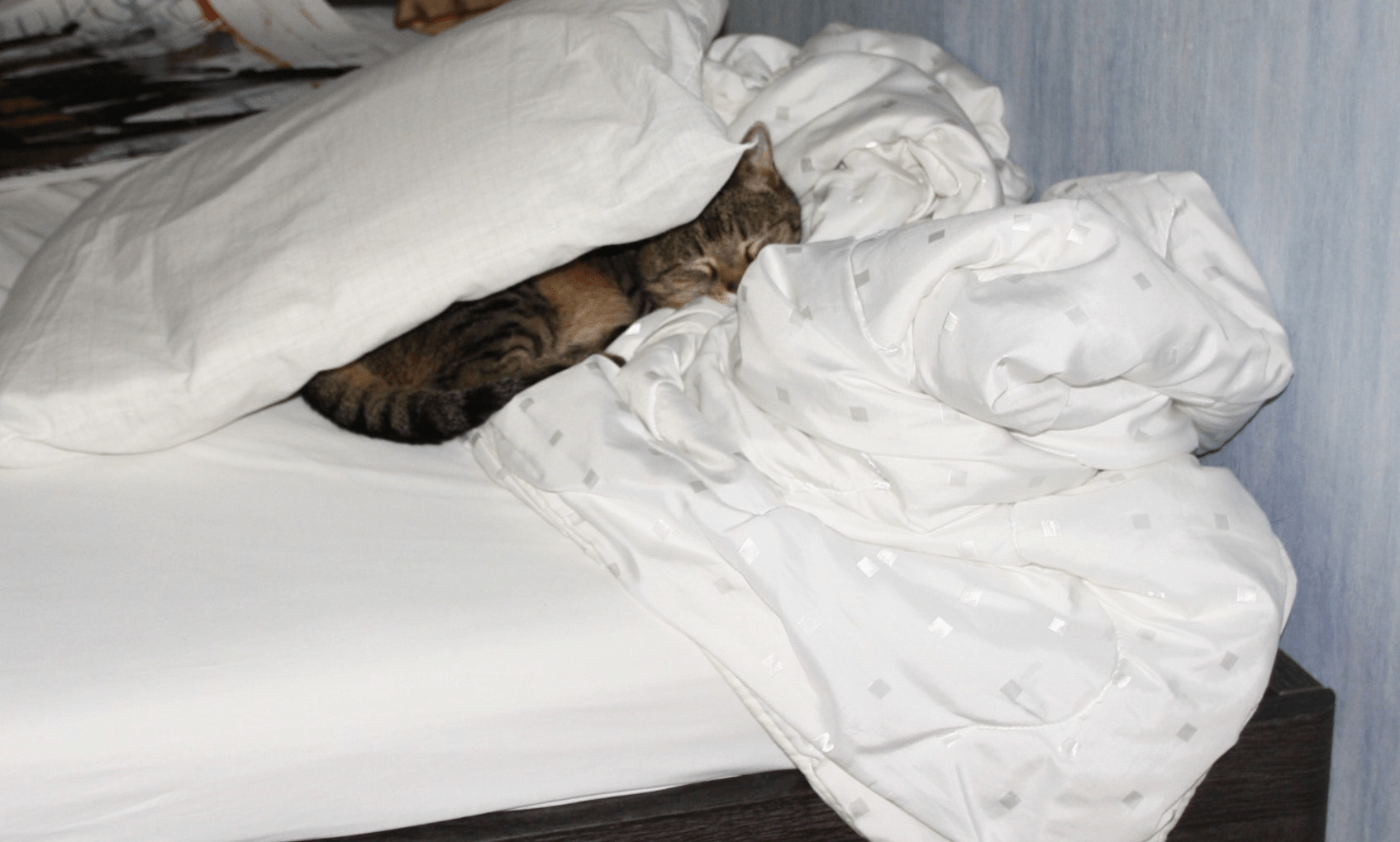 Left my bed alone while I washed the sheets, came back to this r