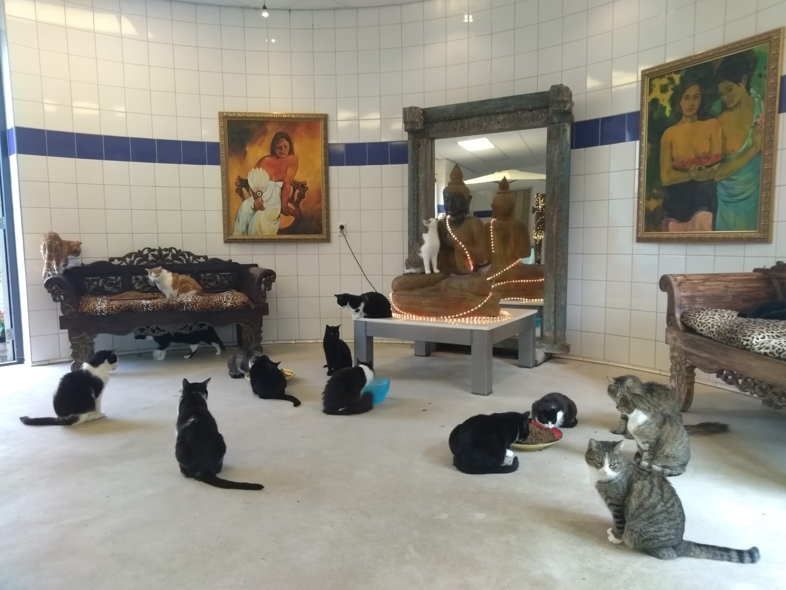 At a cat shelter in the Netherlands ) r/cats