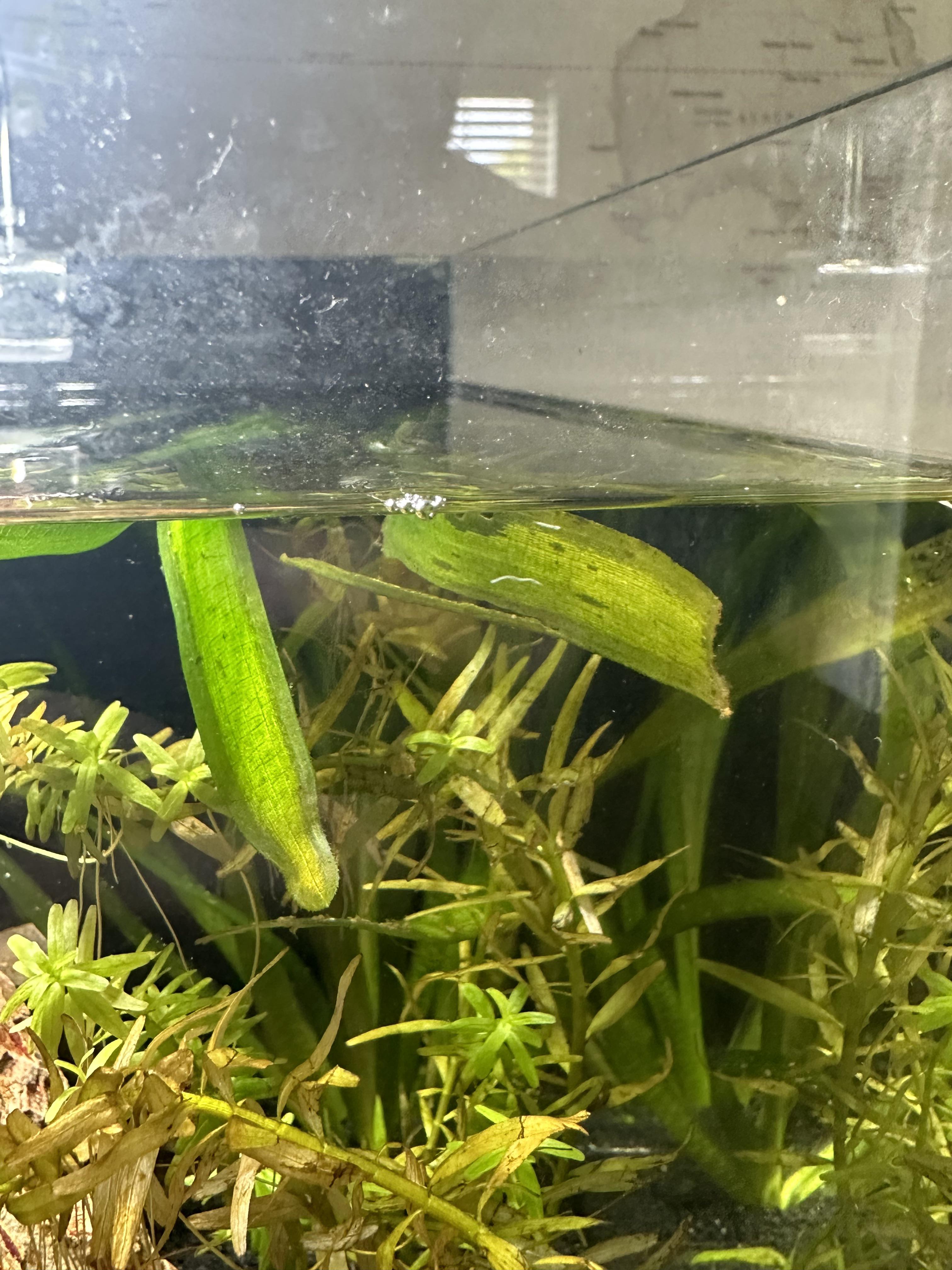 Help, White worms in my aquarium r/AquariumHelp