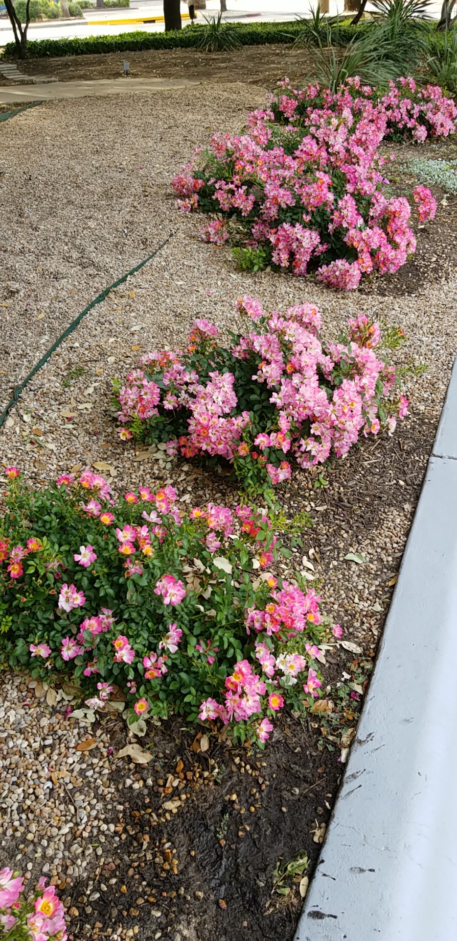 Rose ID low growing, single flower, Austin, Texas r/Roses