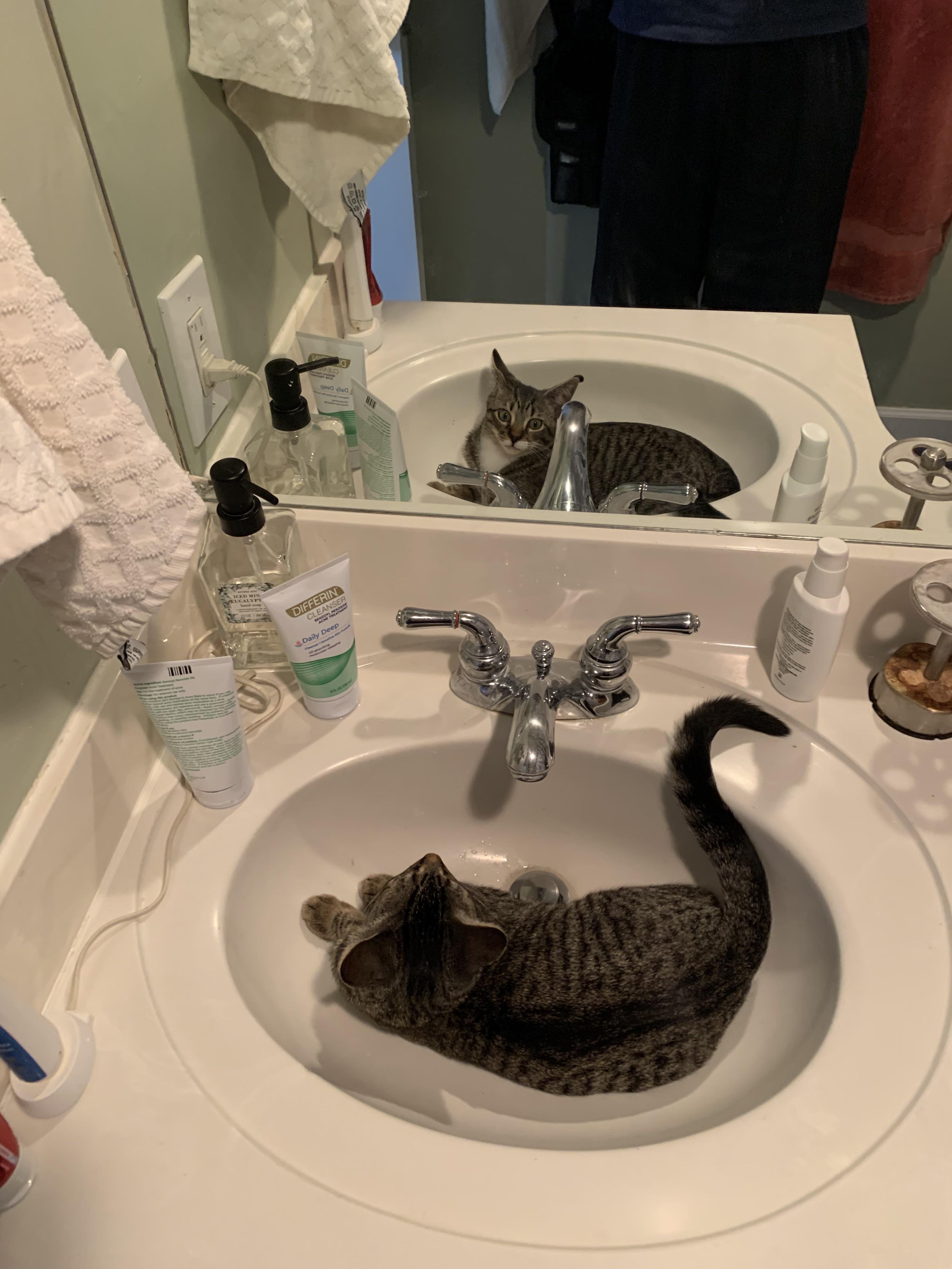 My bathroom attendant learning about mirrors r/CatsInSinks