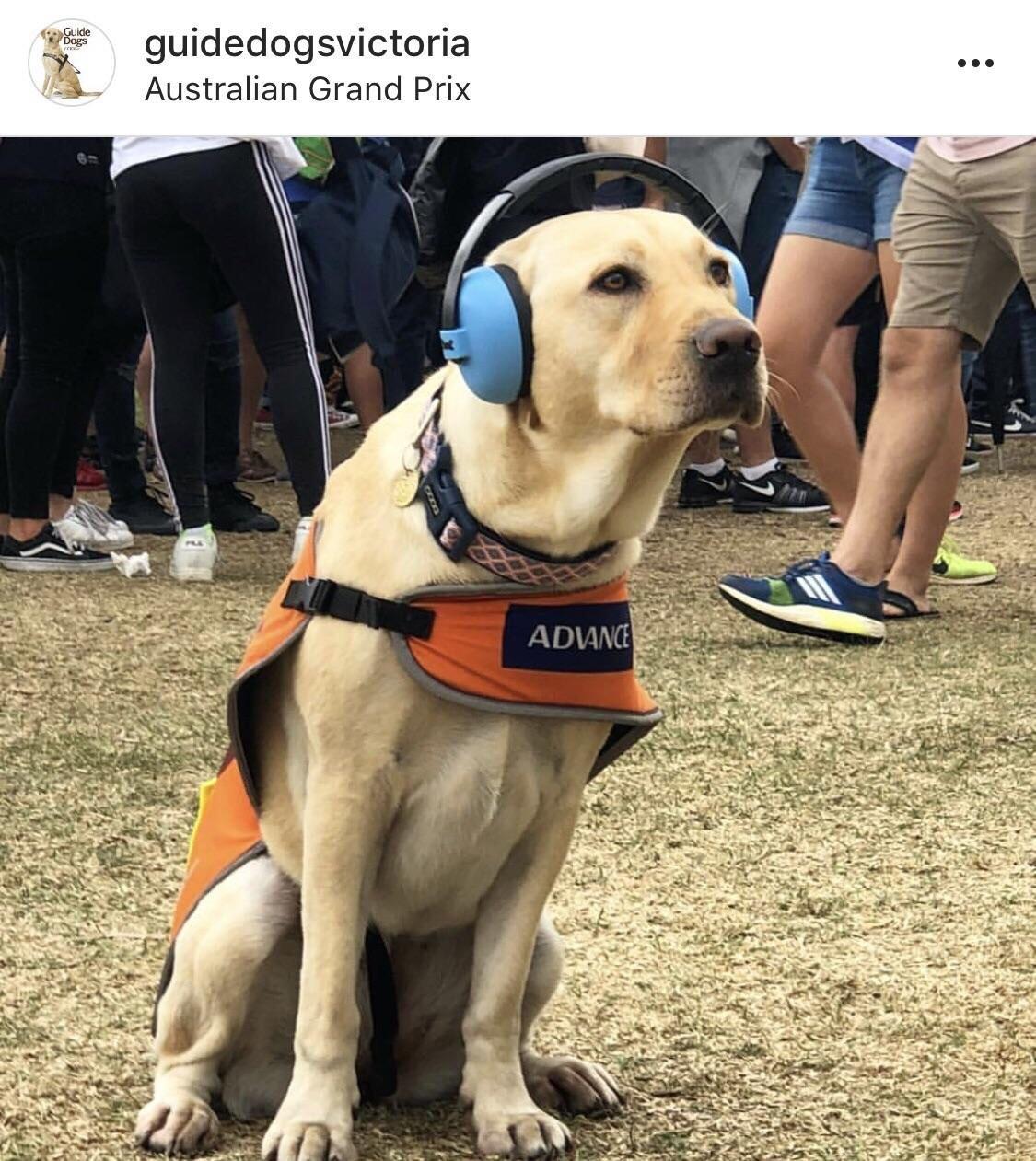 Ear protection for a guide pupper at the Australian GP, taken from the