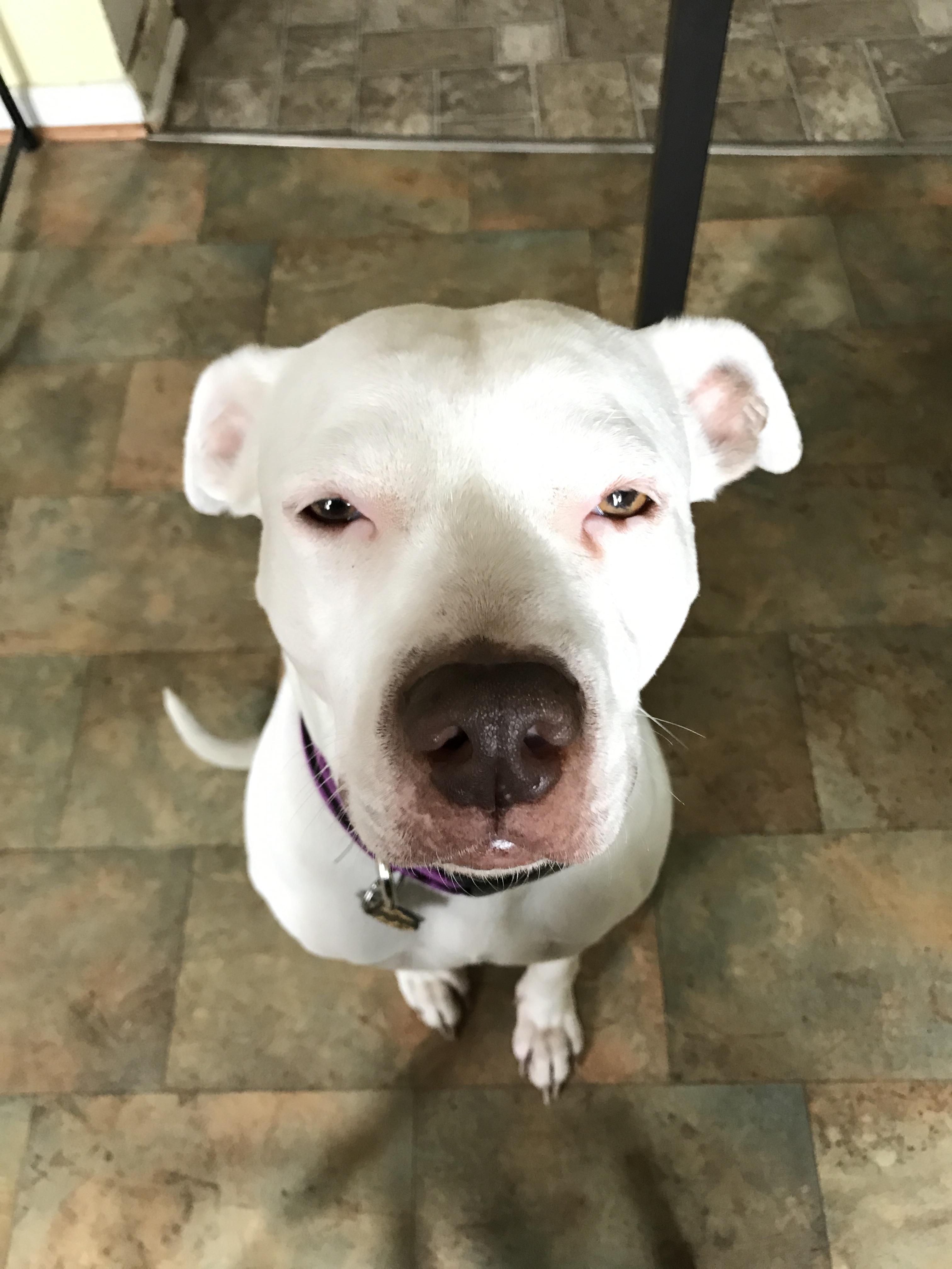 The look my dog give me when I'm eating and not sharing r/MadeMeSmile