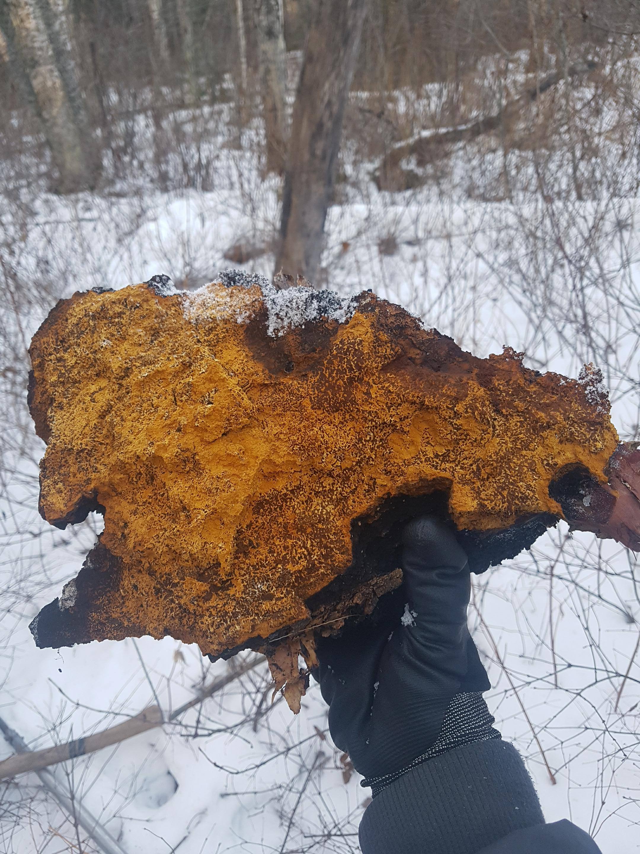 2 best r/chaga images on Pholder Had a pretty successful day! This