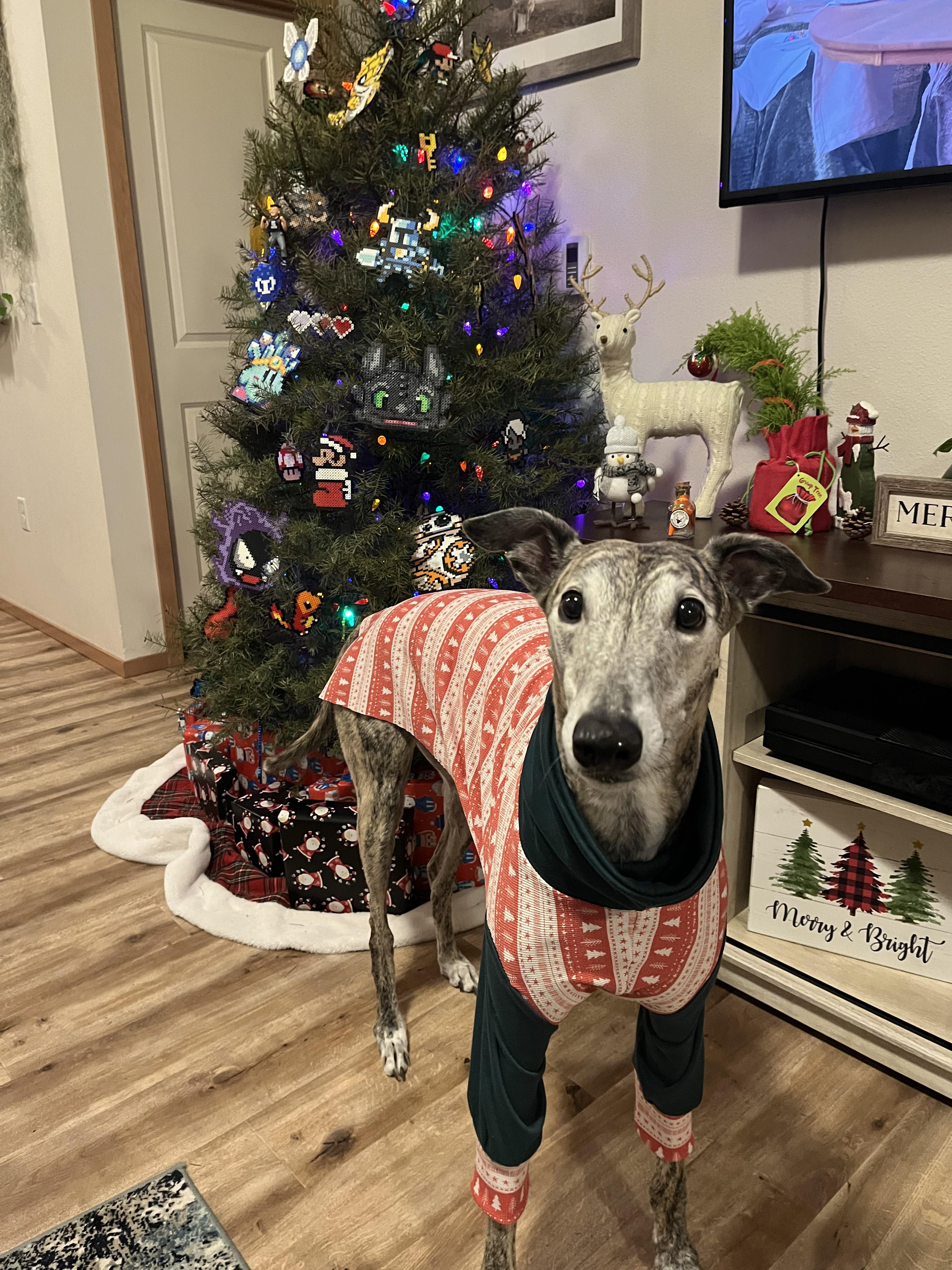 Greyhound clothes are expensive so we made our own. He looks so cute in
