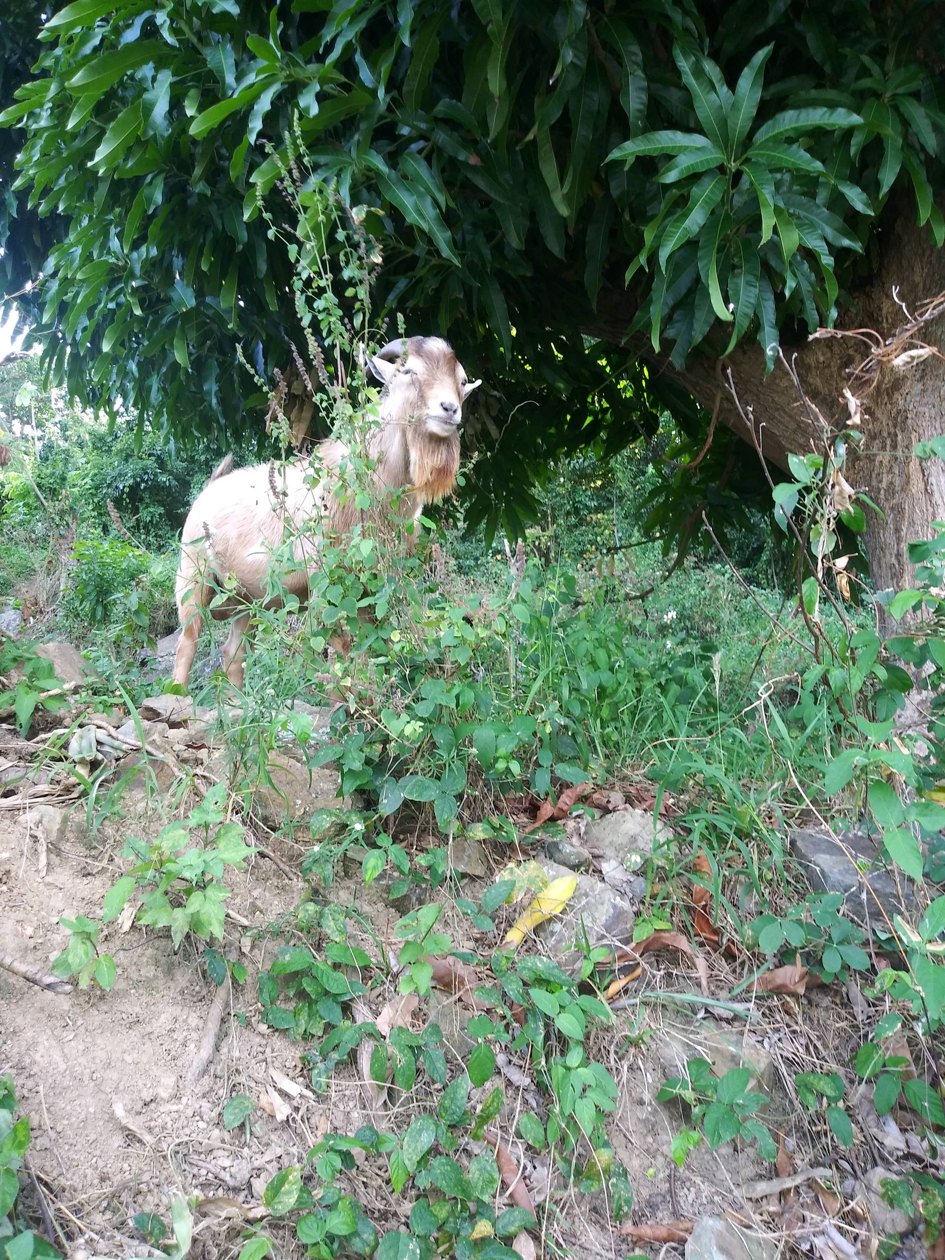 A mango tree and a Goat. Live from Humacao. r/goats