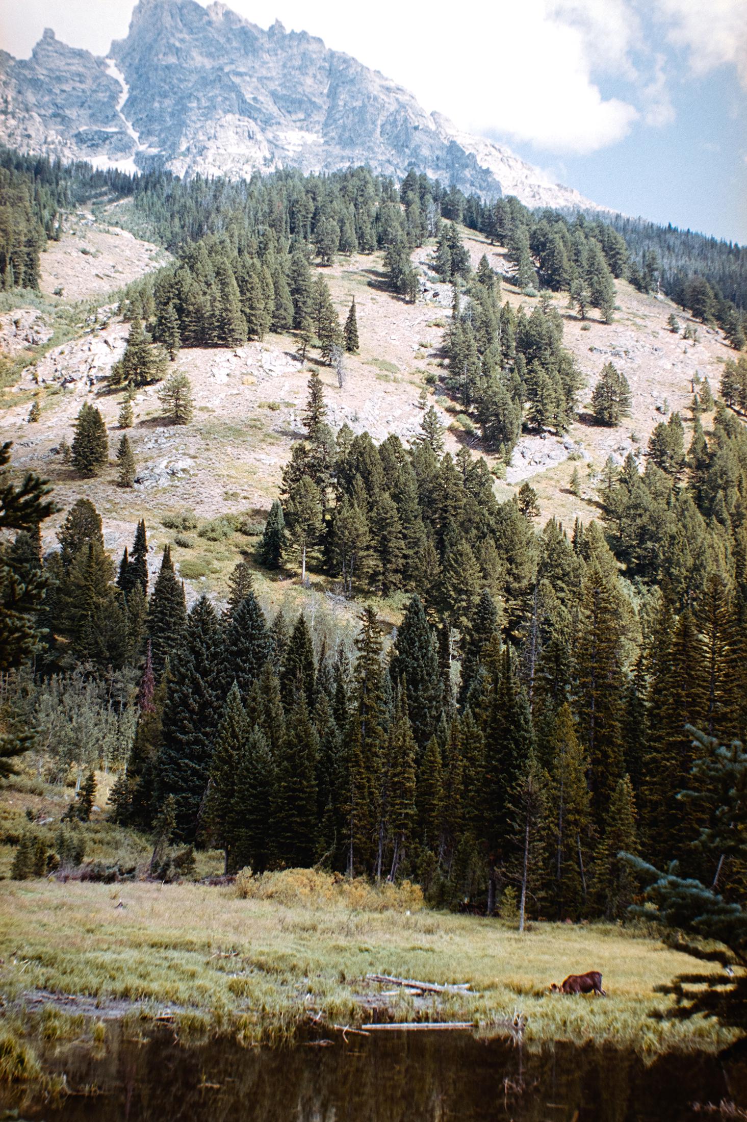 A Moose at Moose Pond, Grand Teton National Park, Wyoming [OC