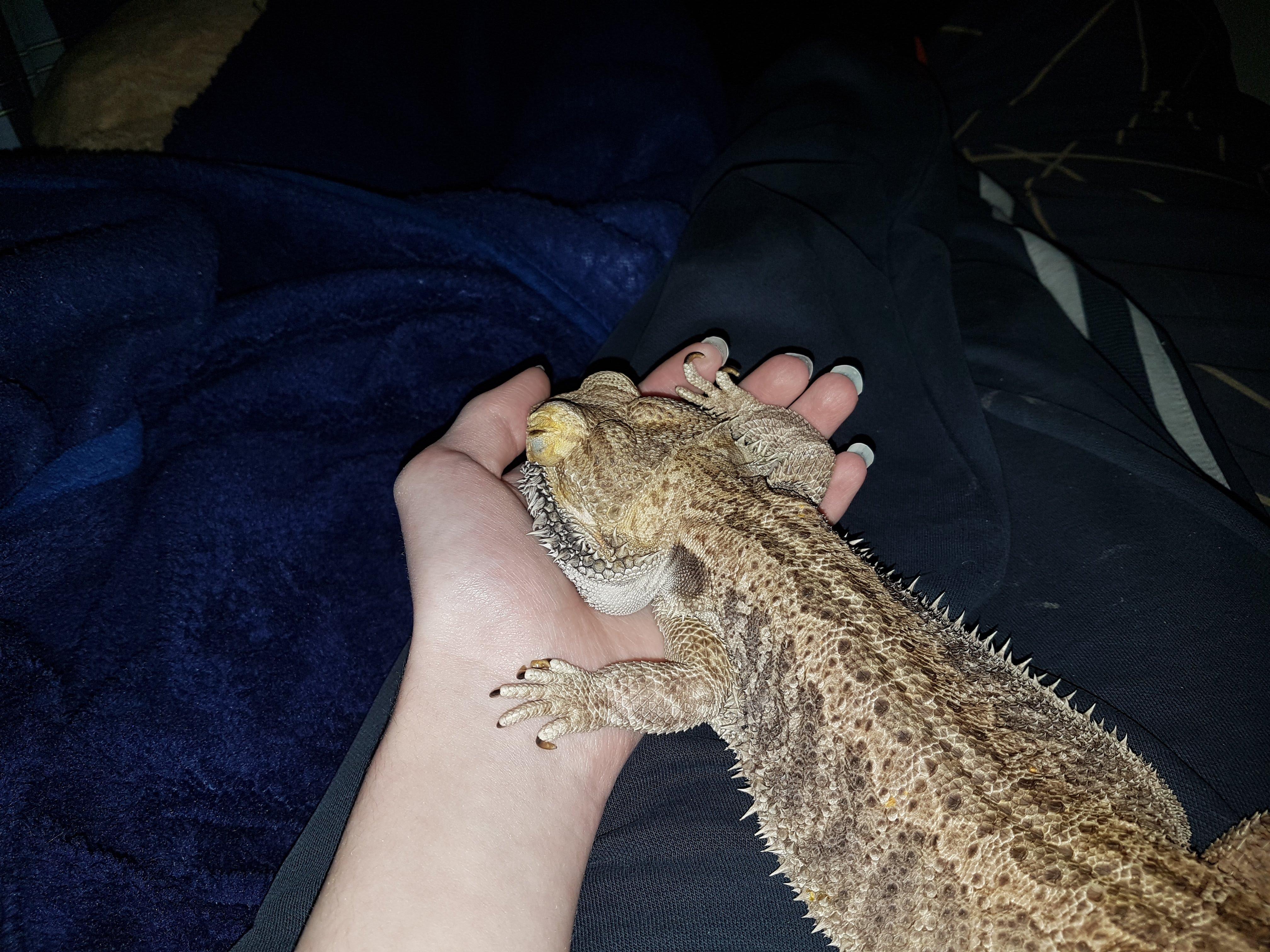 Sweetie the dragon was put down yesterday. He had a skin condition that