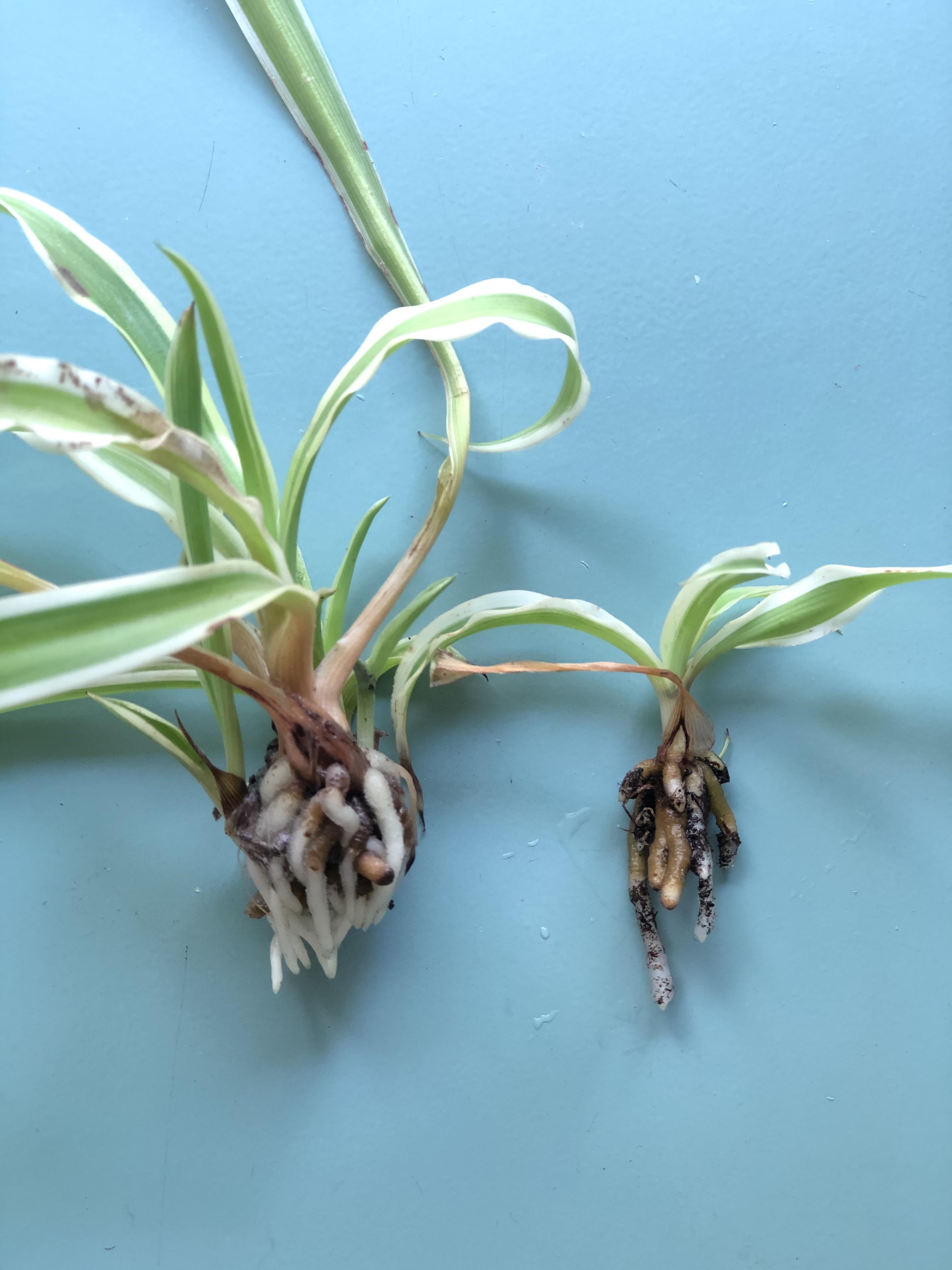 First time propagating spider plants. Root growth after 10 days