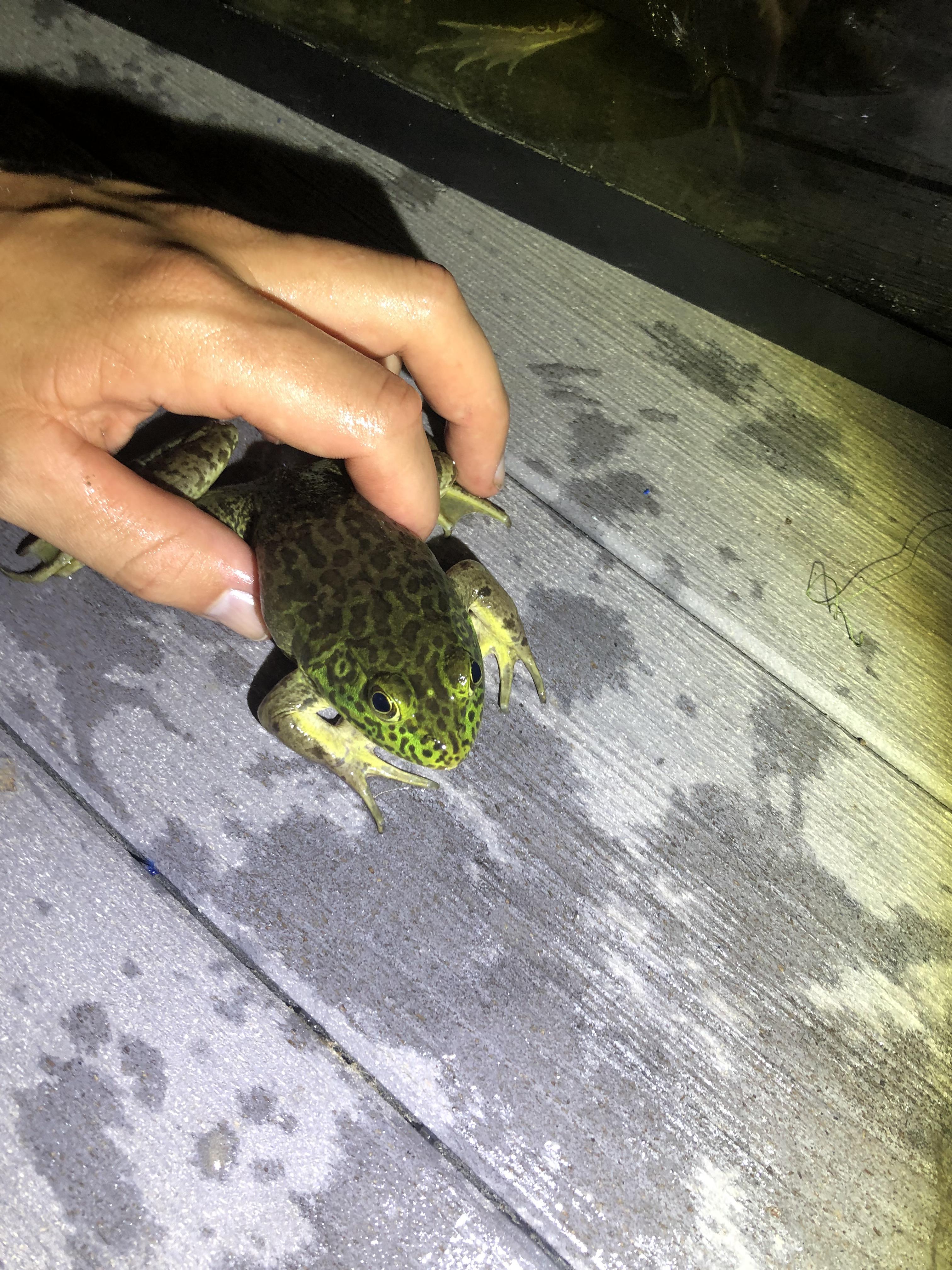 Is This an American Bullfrog or Pig Frog? r/frogs