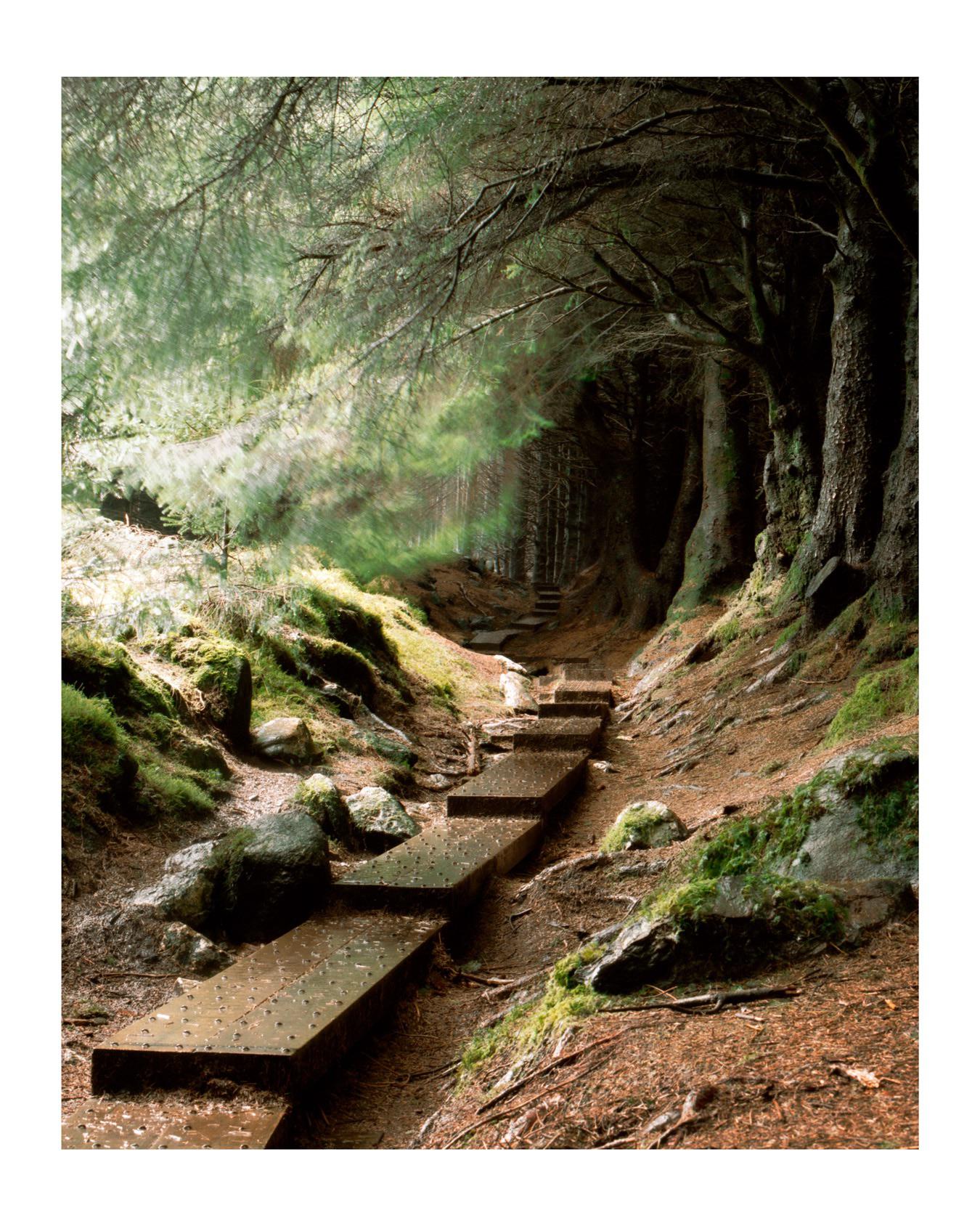 Ballinastoe Woods in Wicklow, Ireland. This was a 16 second exposure