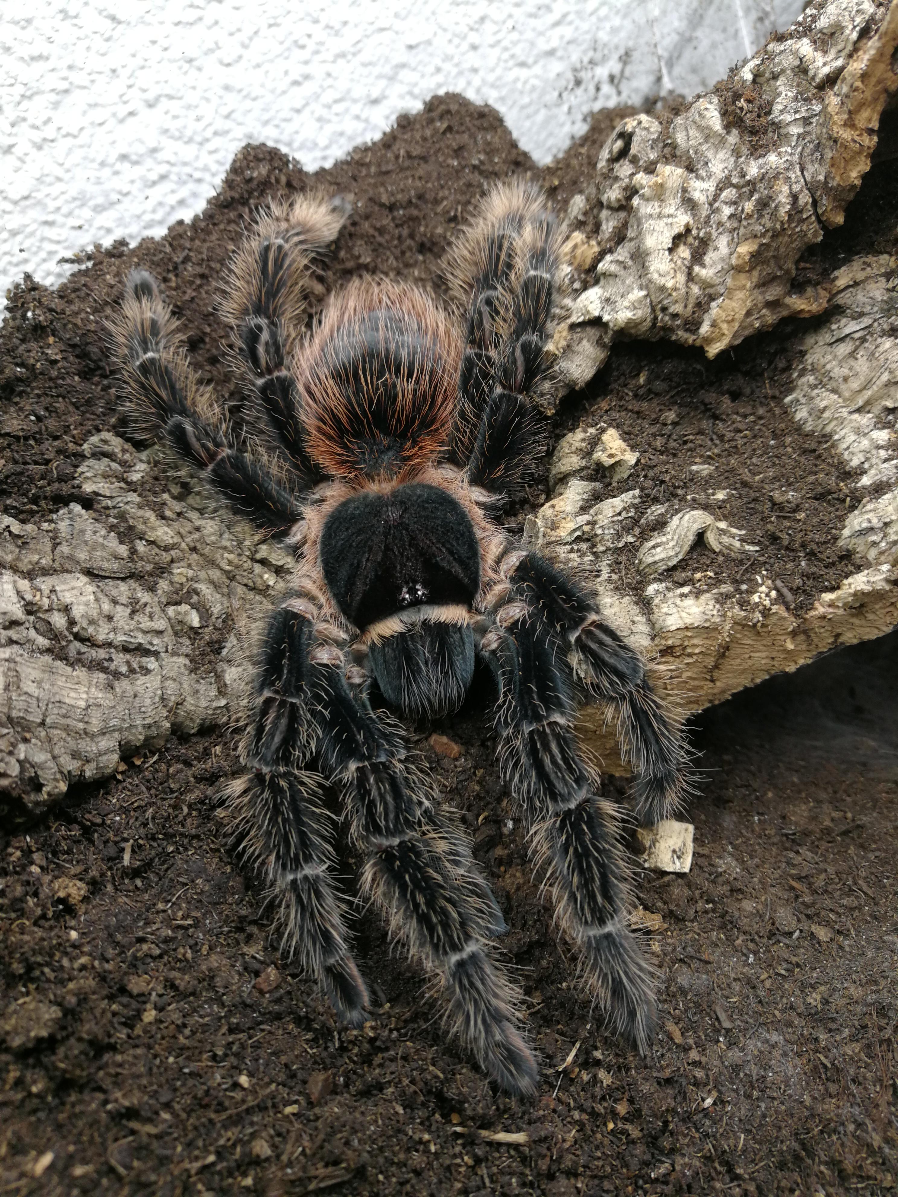 261 best Arboreal images on Pholder Tarantulas, Awwducational and