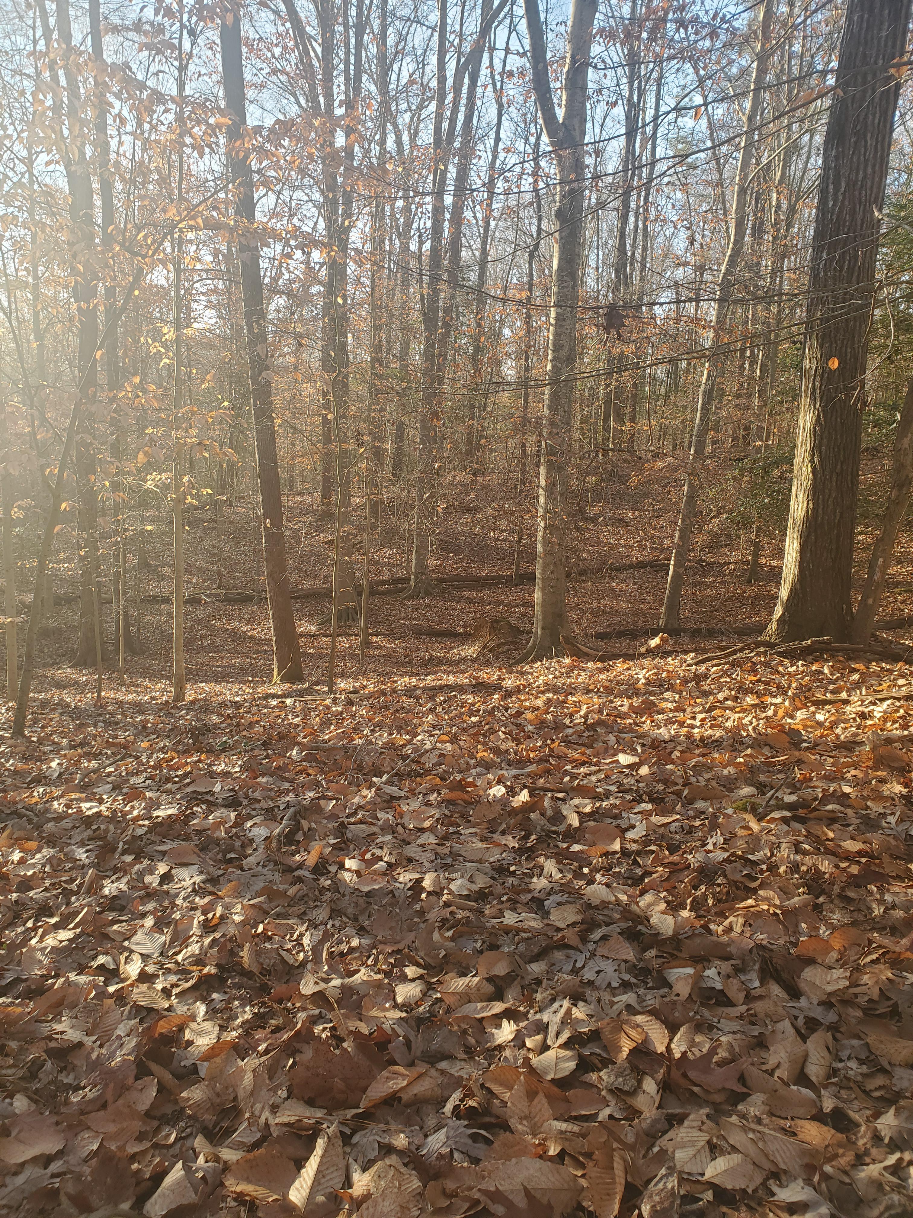 James City County Jolly Pond PALS area. Small but lively r/VAHunting