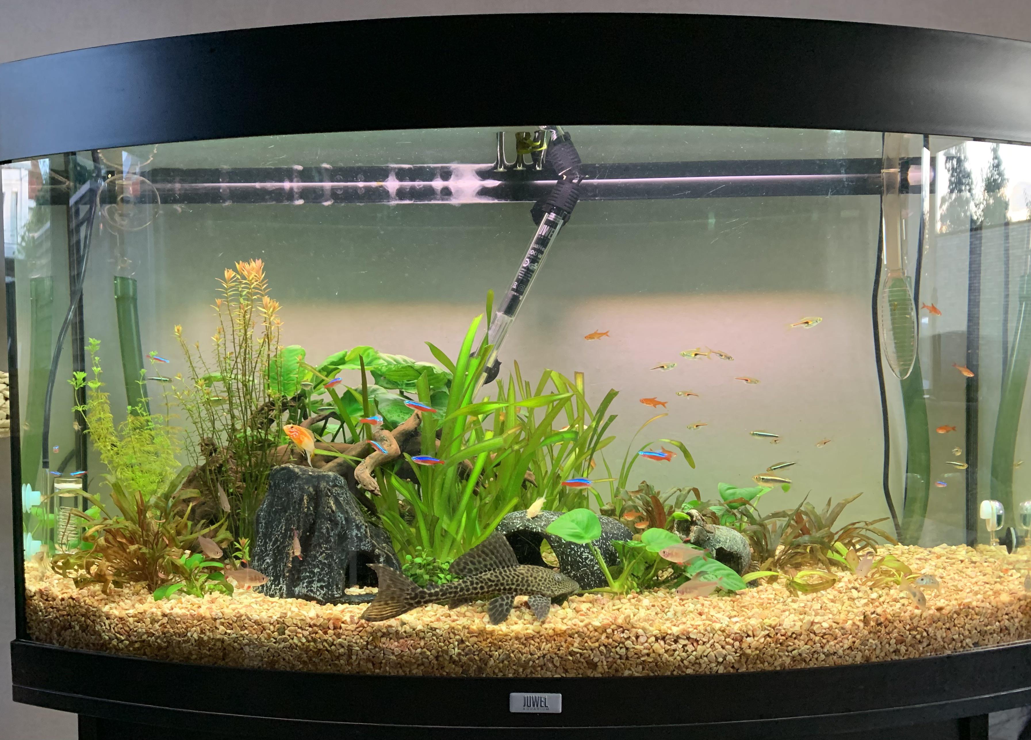 Finally my pleco in full glory. r/pleco