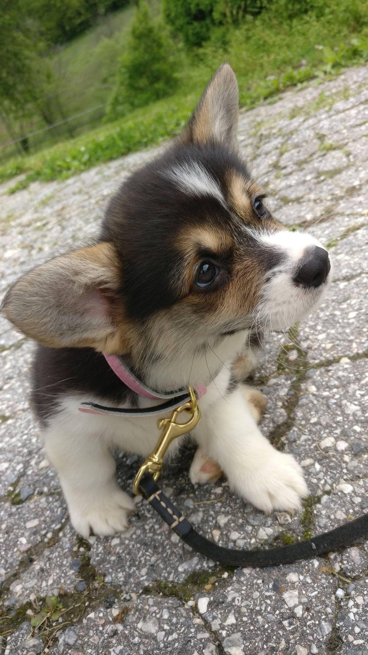 Reddit meet this in daily walk