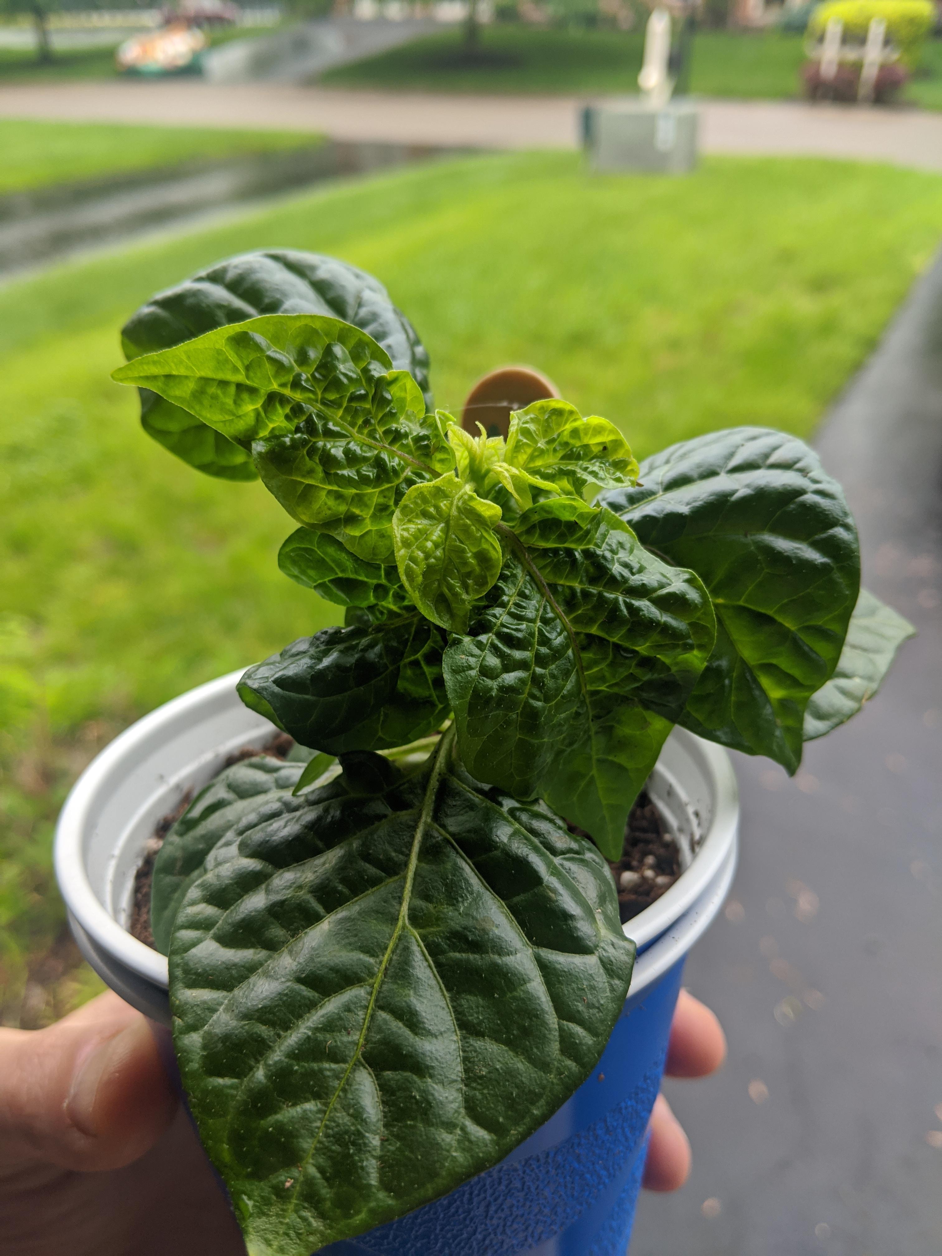 Shriveling leaves any idea why this would be? Very limited exposure