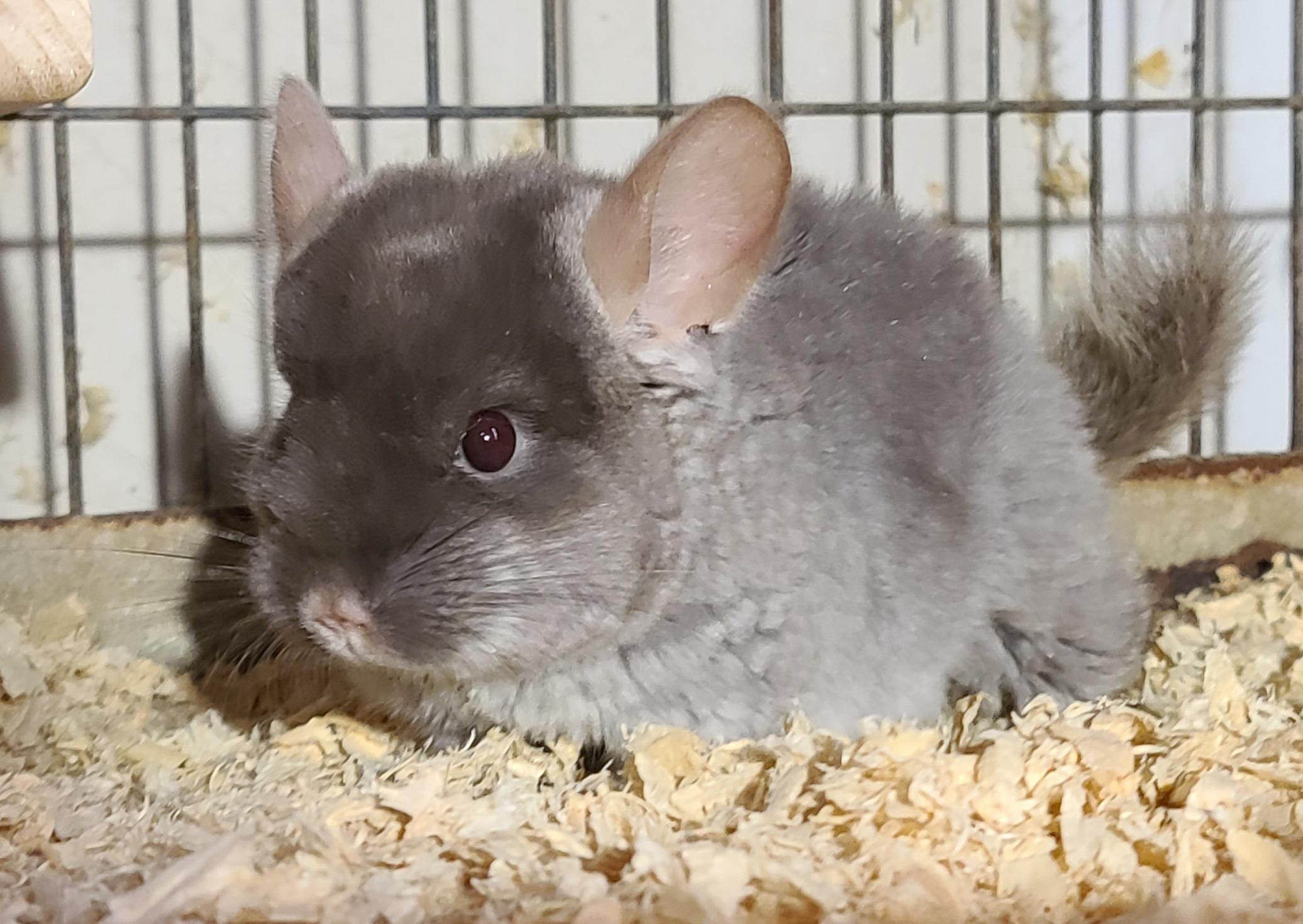 we at ChinchillasRus will be traveling from Indianapolis to Nashville