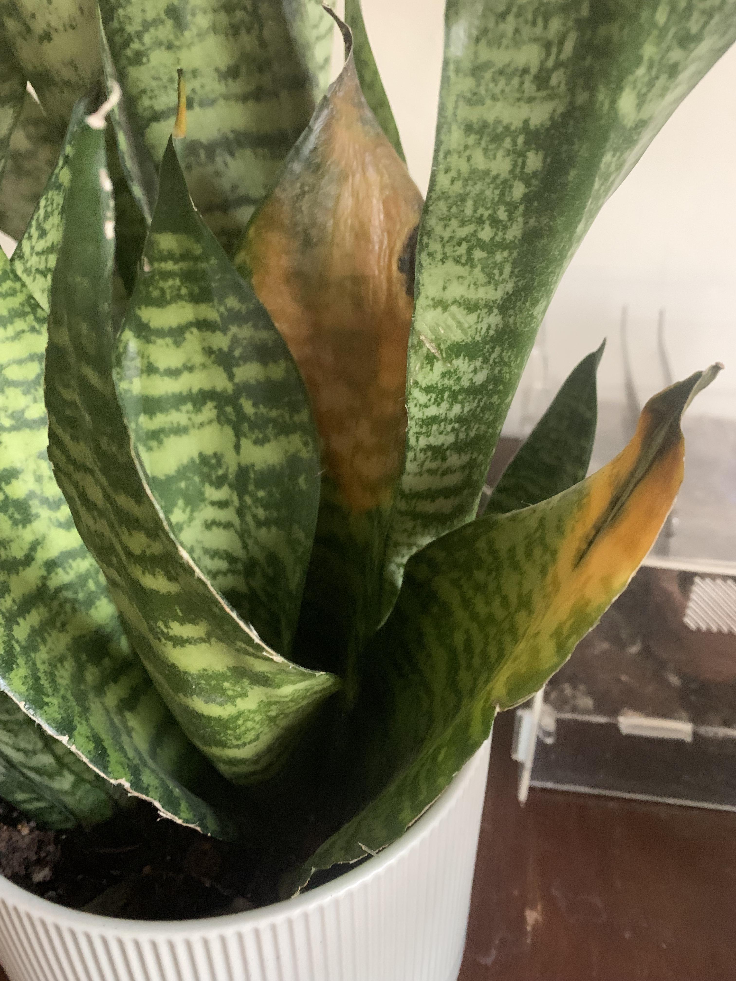 Leaves on my snake plant started getting yellow and mushy from the tip