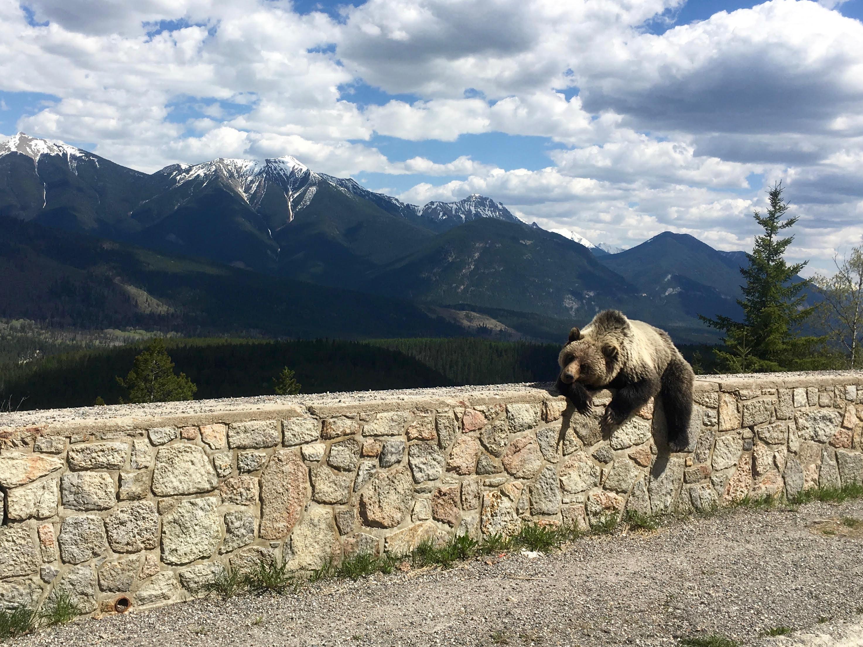 Grizzly Snooze. Kootenay National Park. For the backstory of this pic