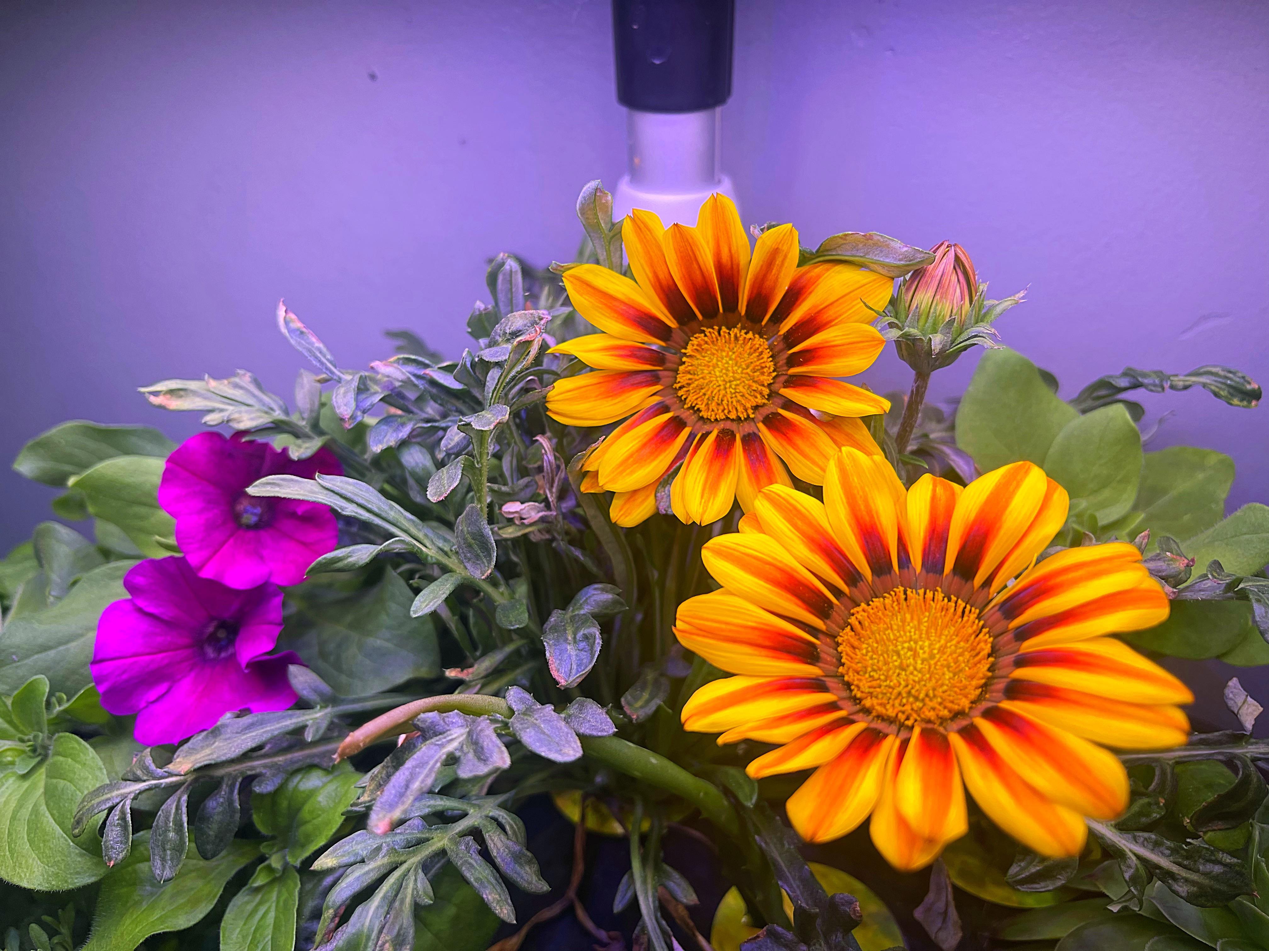 I love growing flowers and succulents in the aerogarden! r/aerogarden