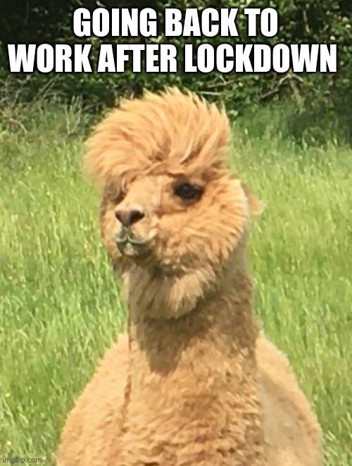 Going back to work after lockdown r/memes