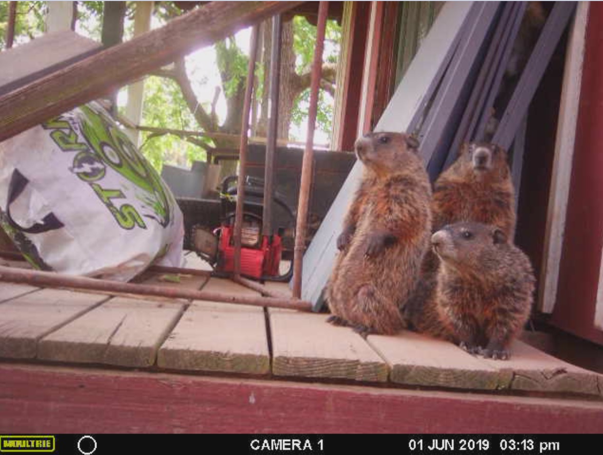 Groundhogs looking like they're ready to do some Caddyshack stuff on