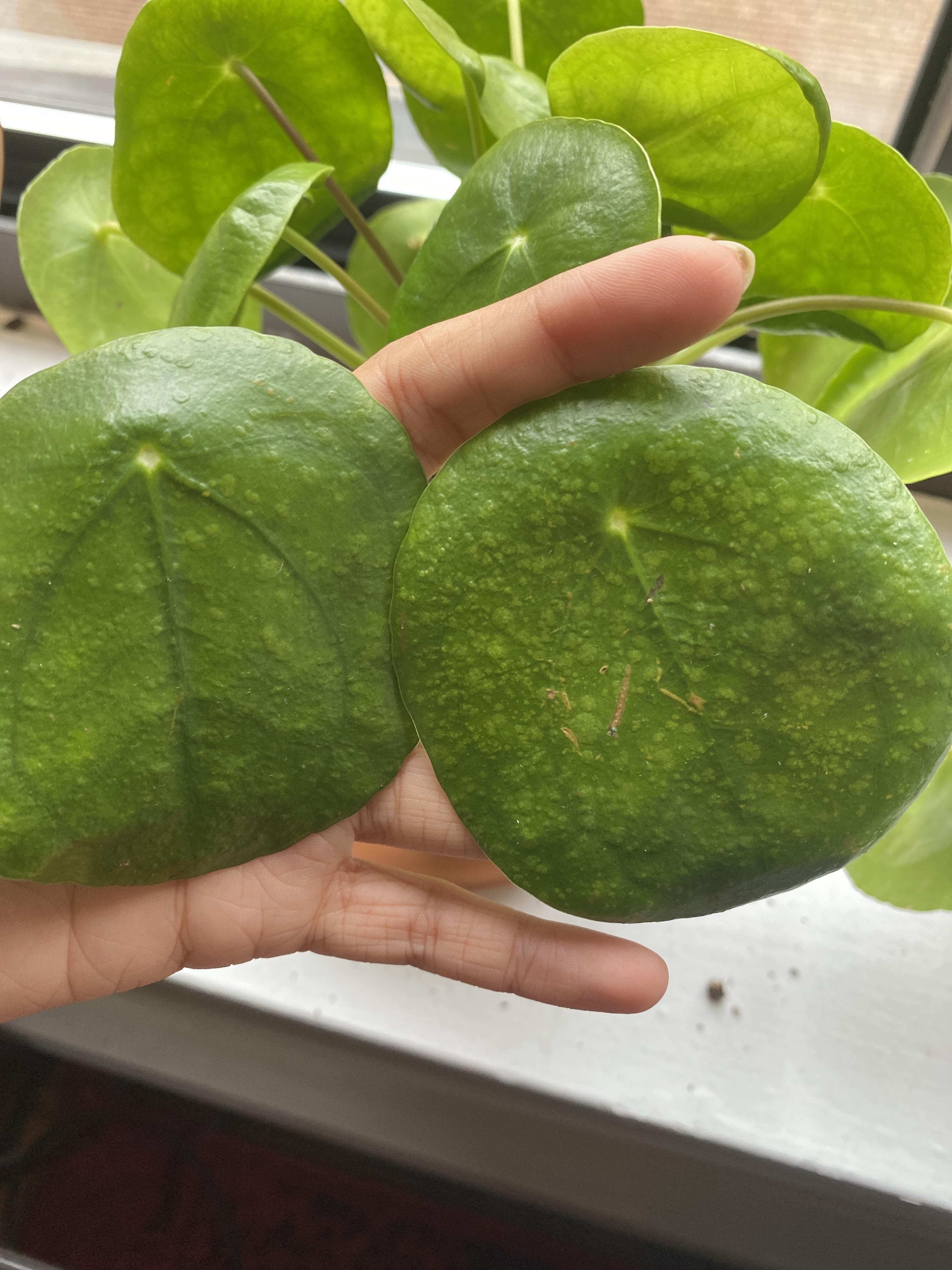 Why does my Pilea look weird? I did spray it with dawn+water combo one