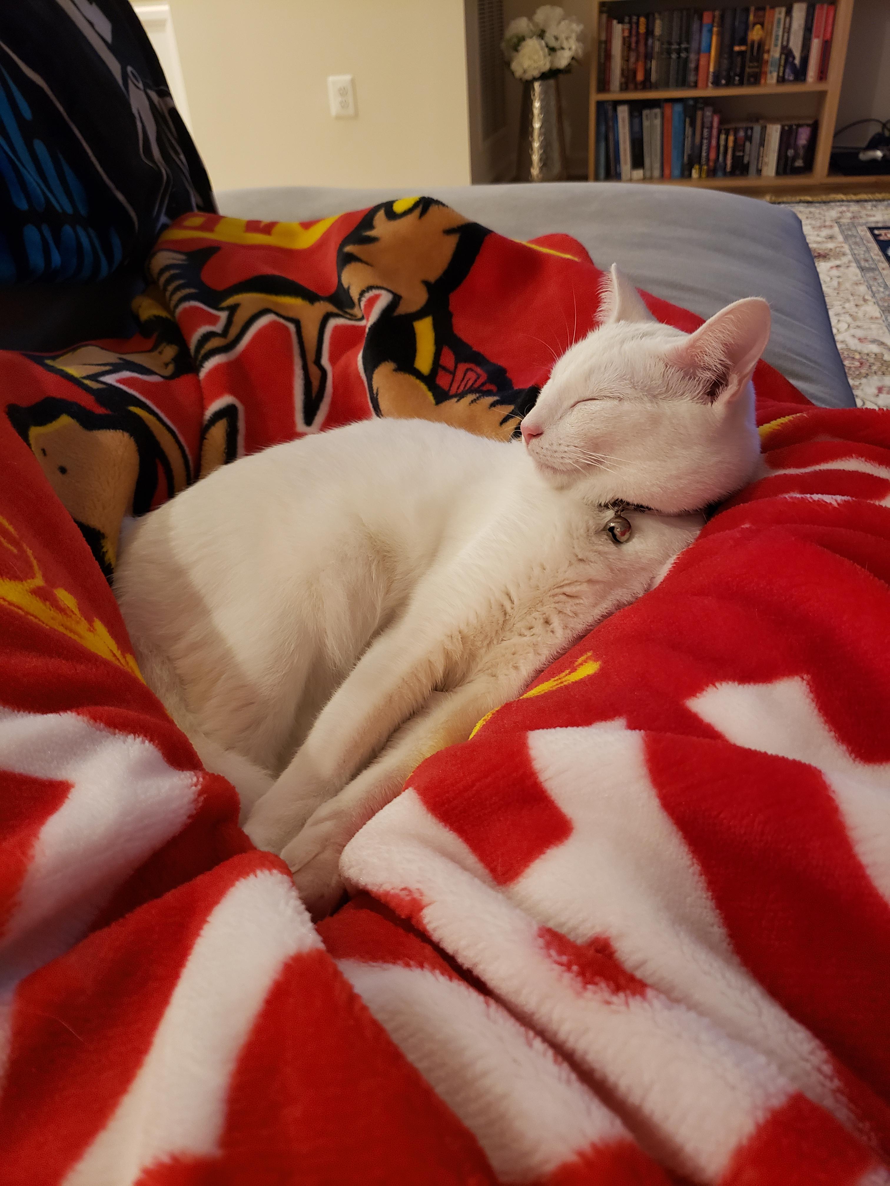 Her favorite blanket r/UMD