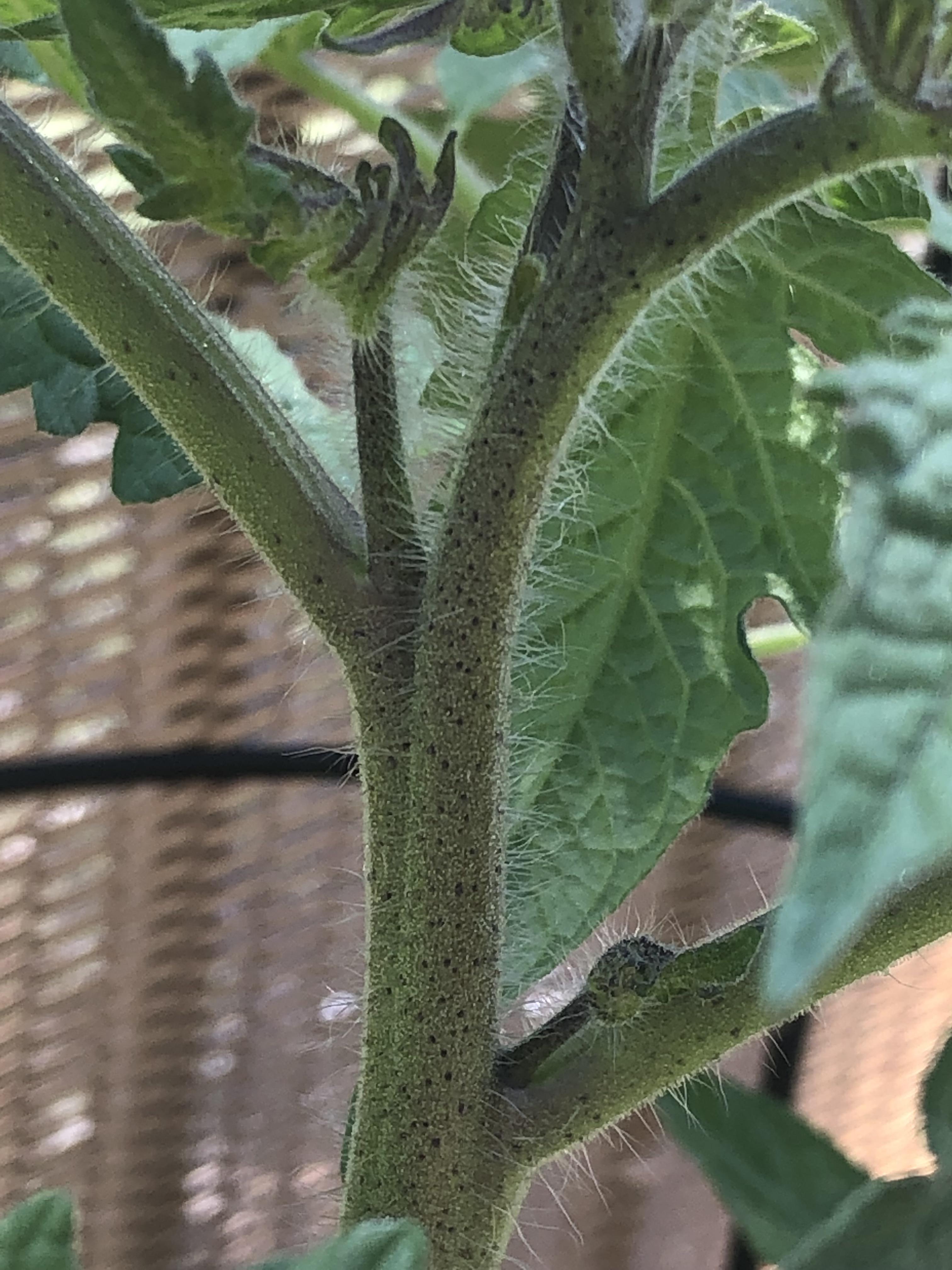 Does anybody know what these black spots are? ( r/tomatoes
