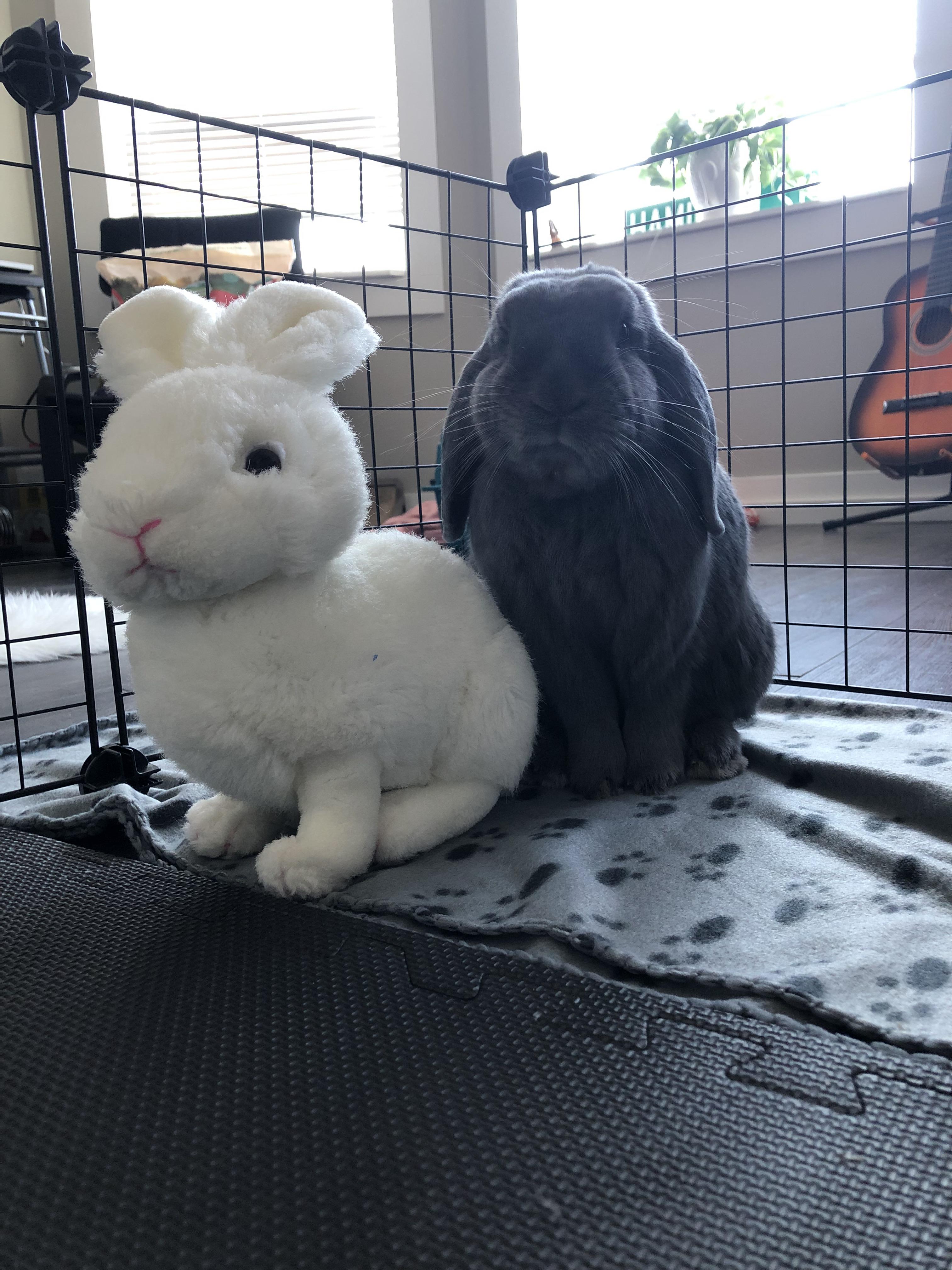 Adopted Jerome today! 🥰😊 Rabbits