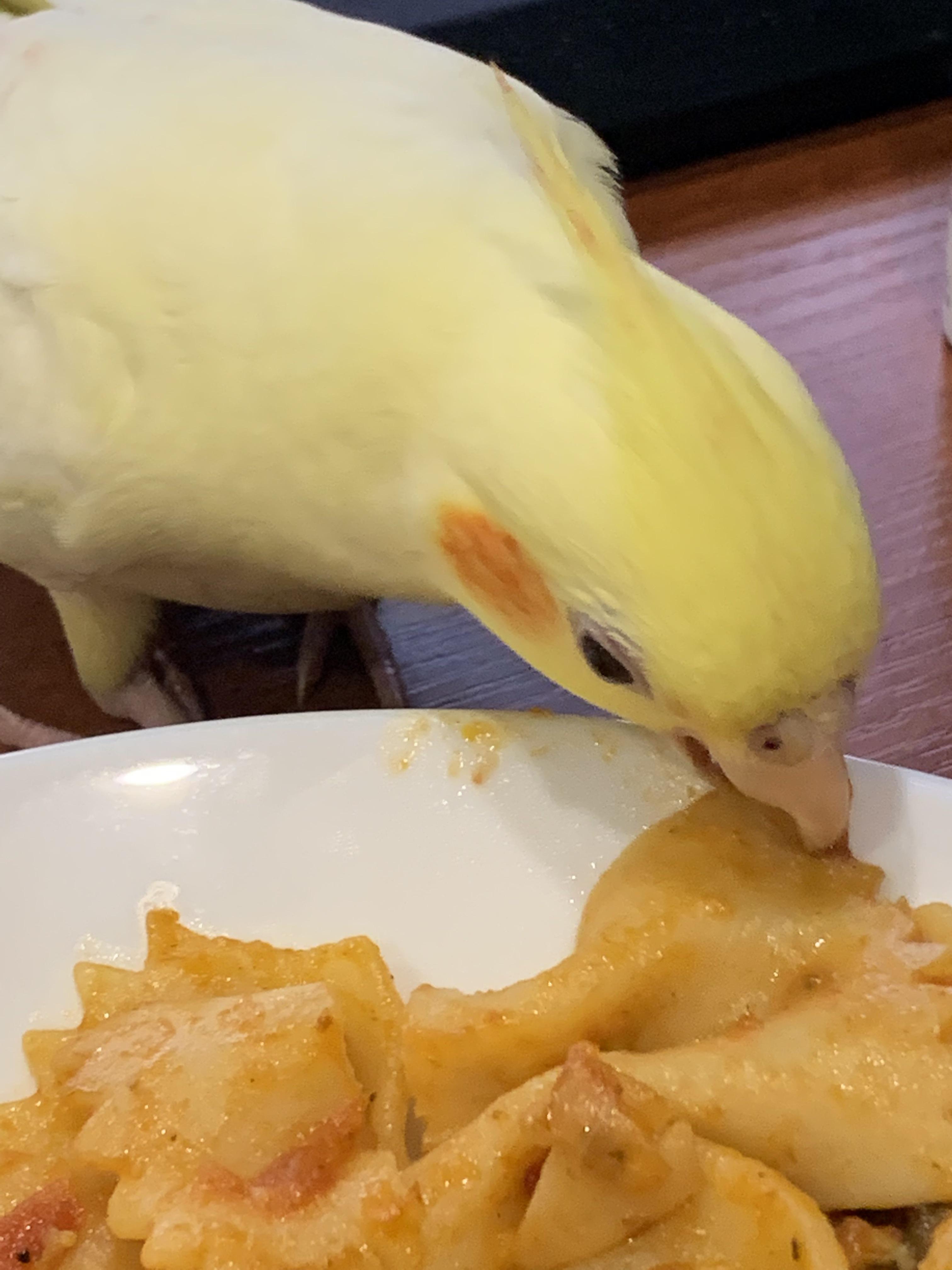 Parrot stole my pasta! r/parrots