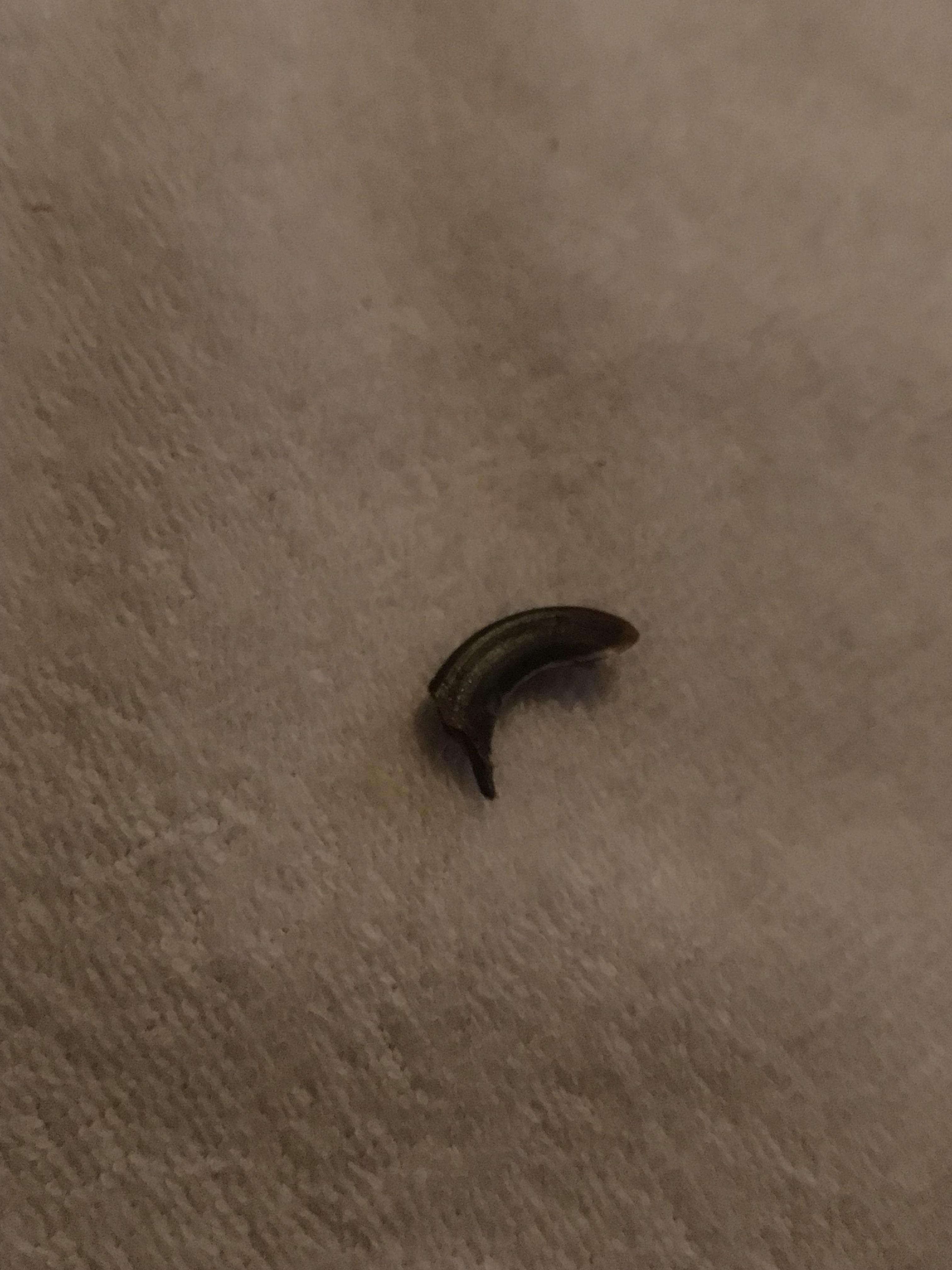 Dog nail came off while brushing his paws (gently of course) and little bleeding happened. Is