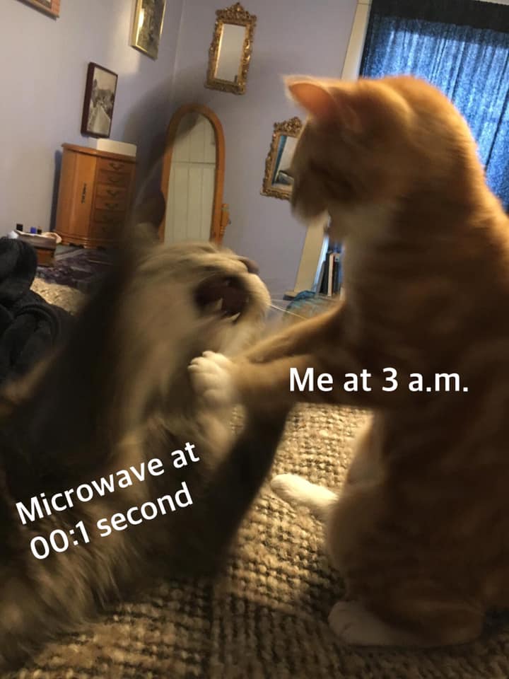My Cats Have Delivered INVEST NOW r/MemeEconomy