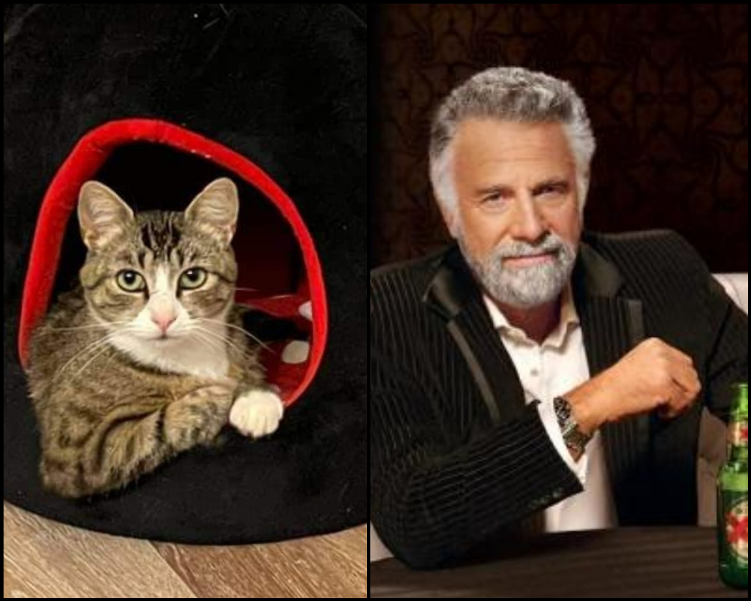 "I don't always puke, but when I do, it's on a rug." r/cats