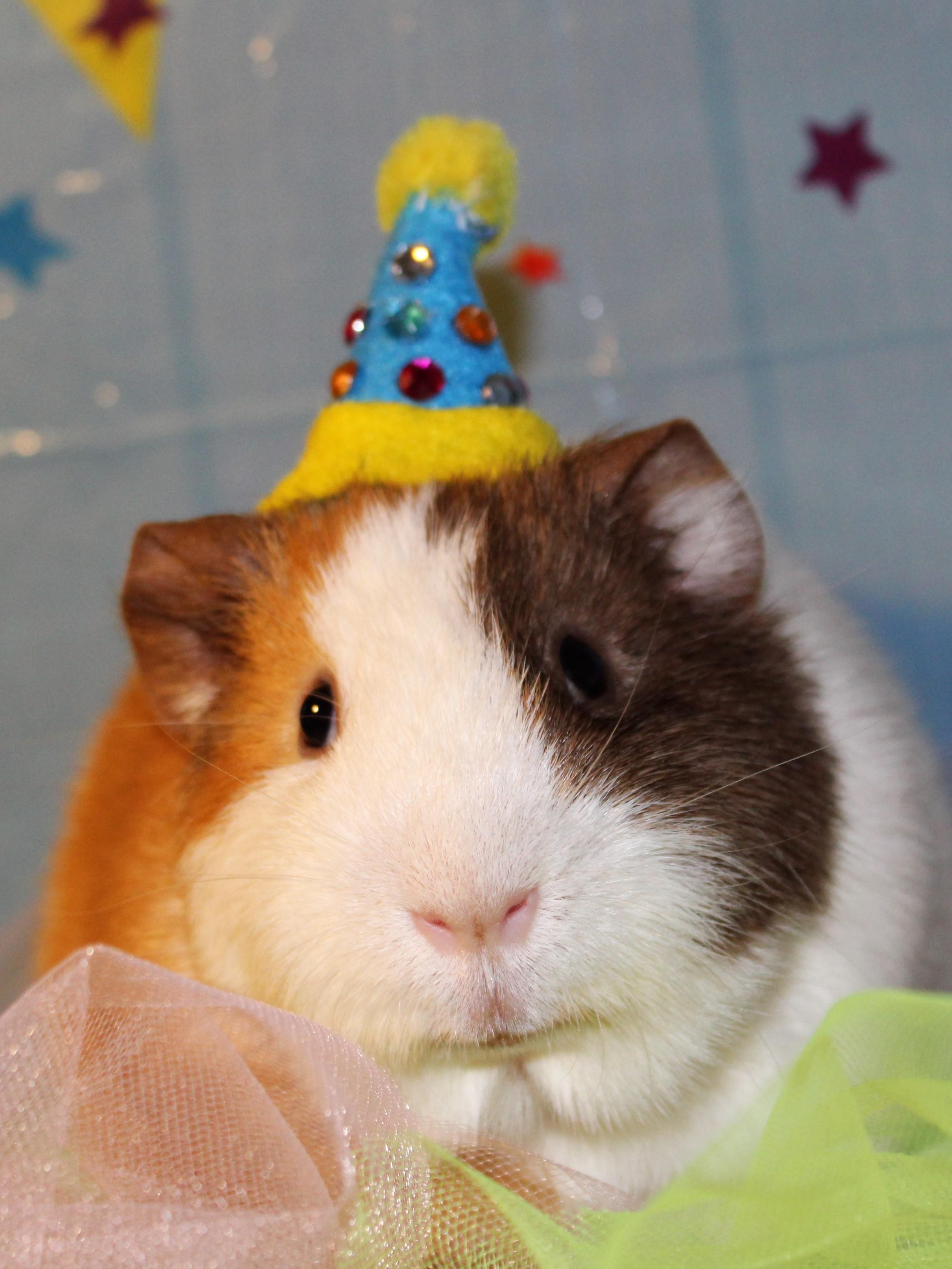 My 1st Guinea pig Toast is celebrating his 1st birthday today. r/guineapigs