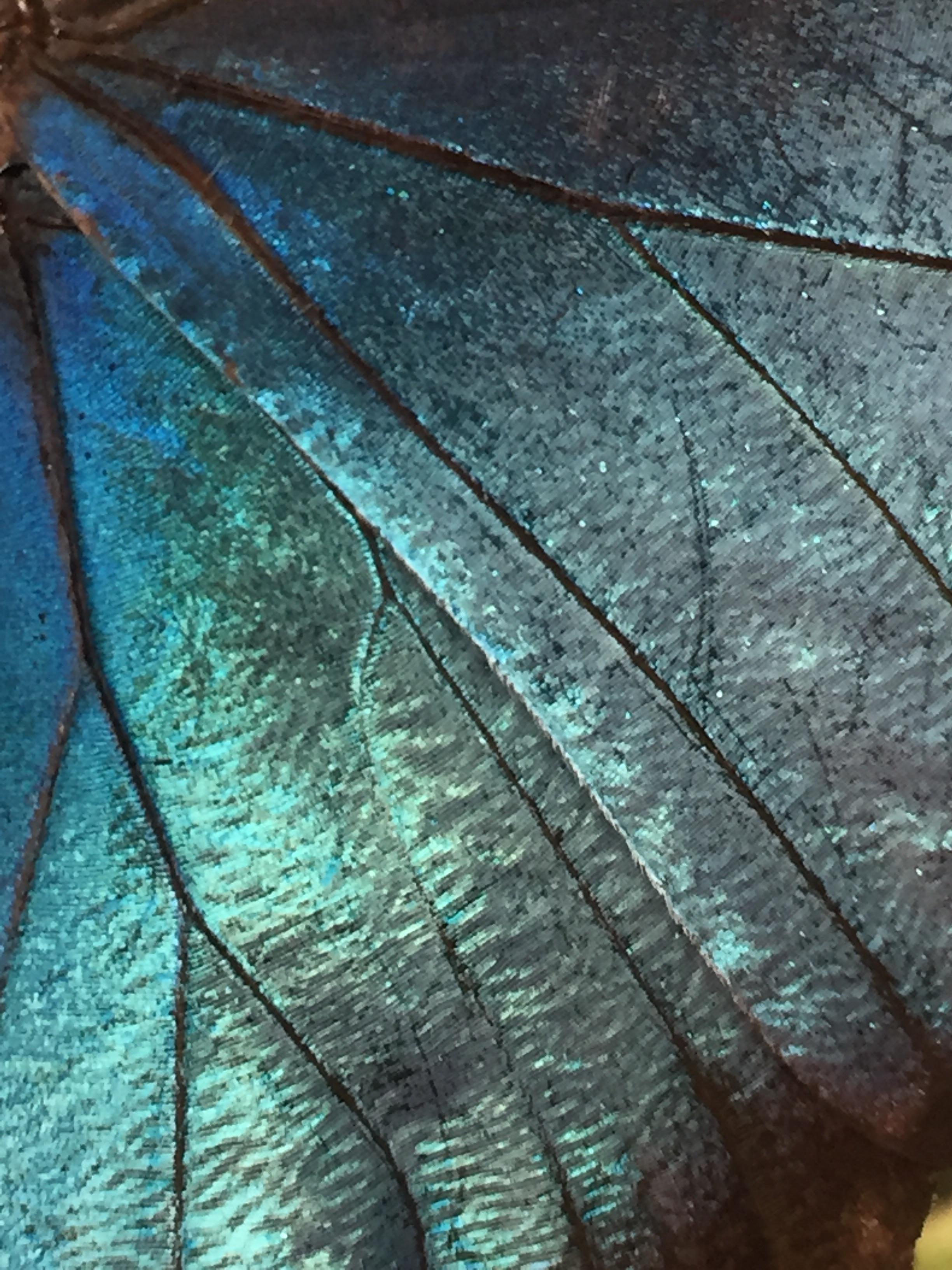Blue Morpho butterfly wing Deerfield MA Butterfly Conservatory r/pics