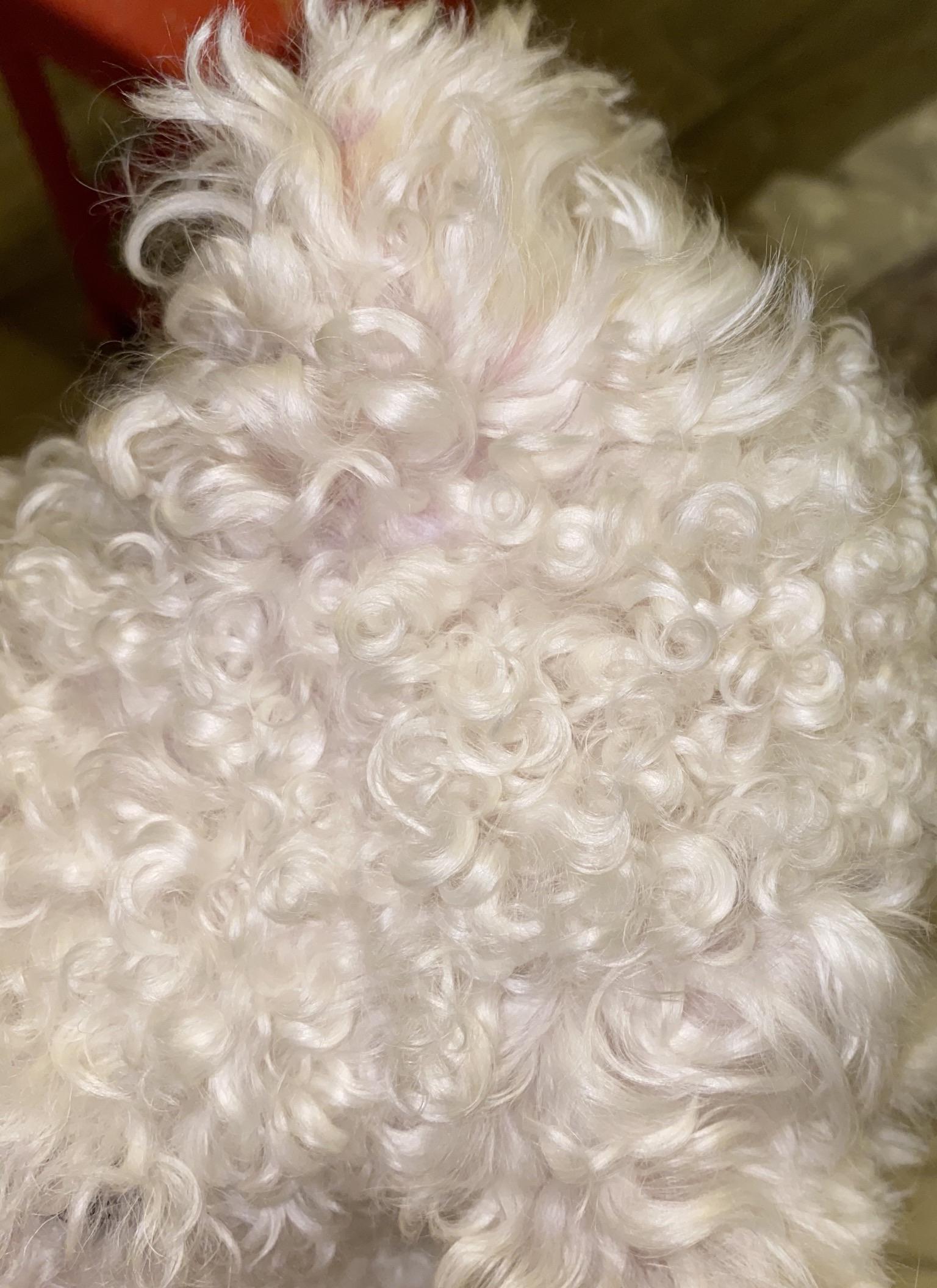 Does anyone’s maltipoo hair this curly? r/Maltipoo