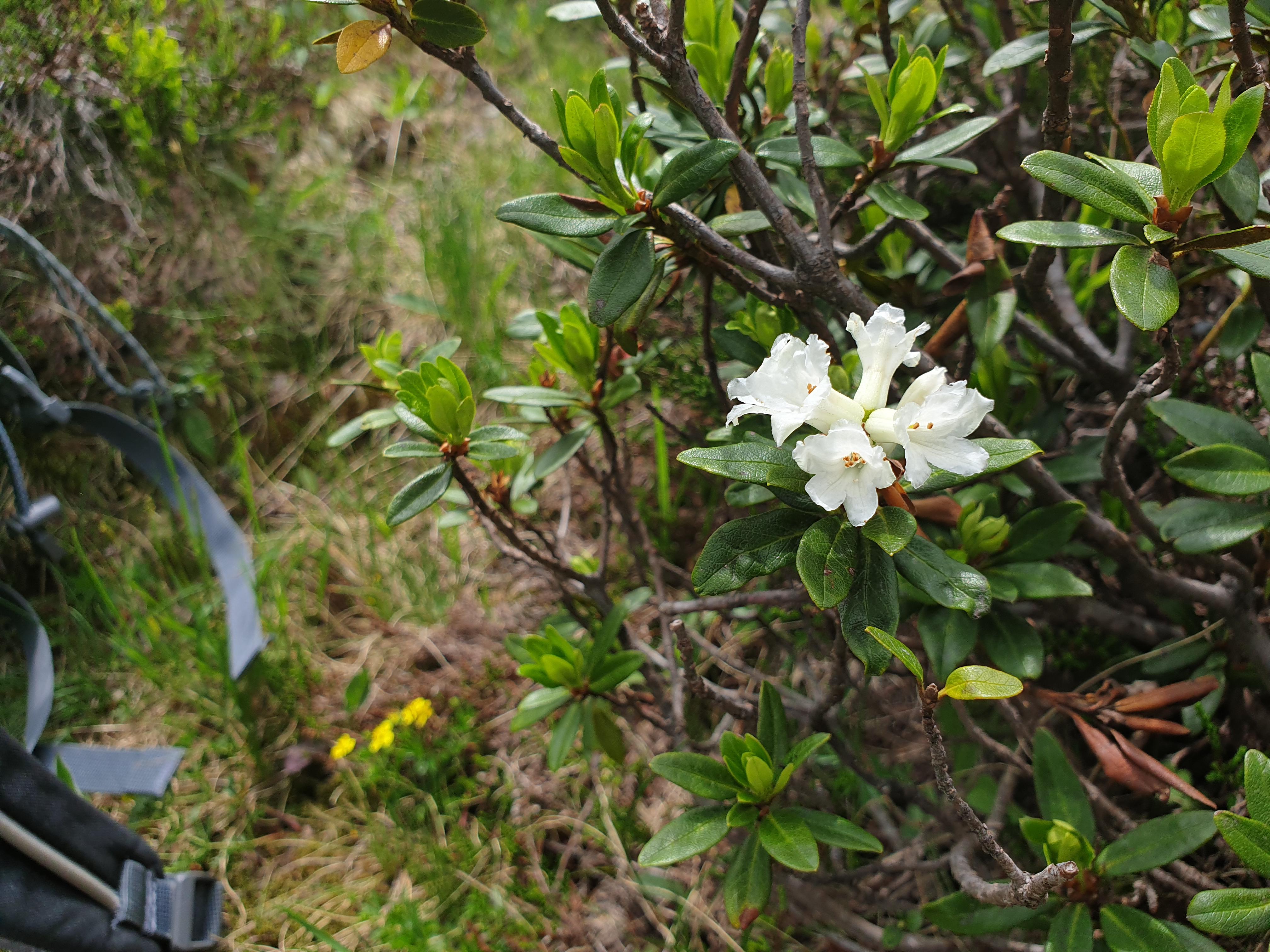 This super rare white alpin rose i found while hiking pics