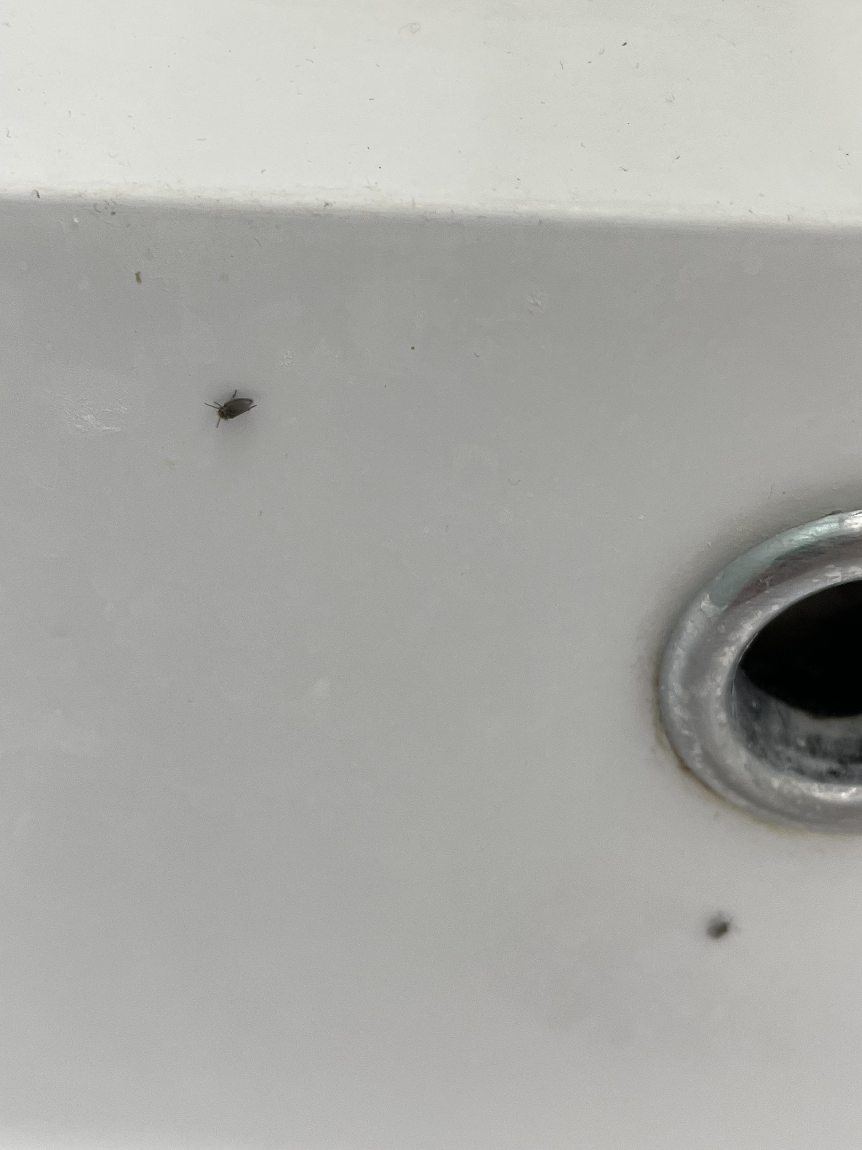 Two gnats have lived in my bathroom sink for over a year. Context in