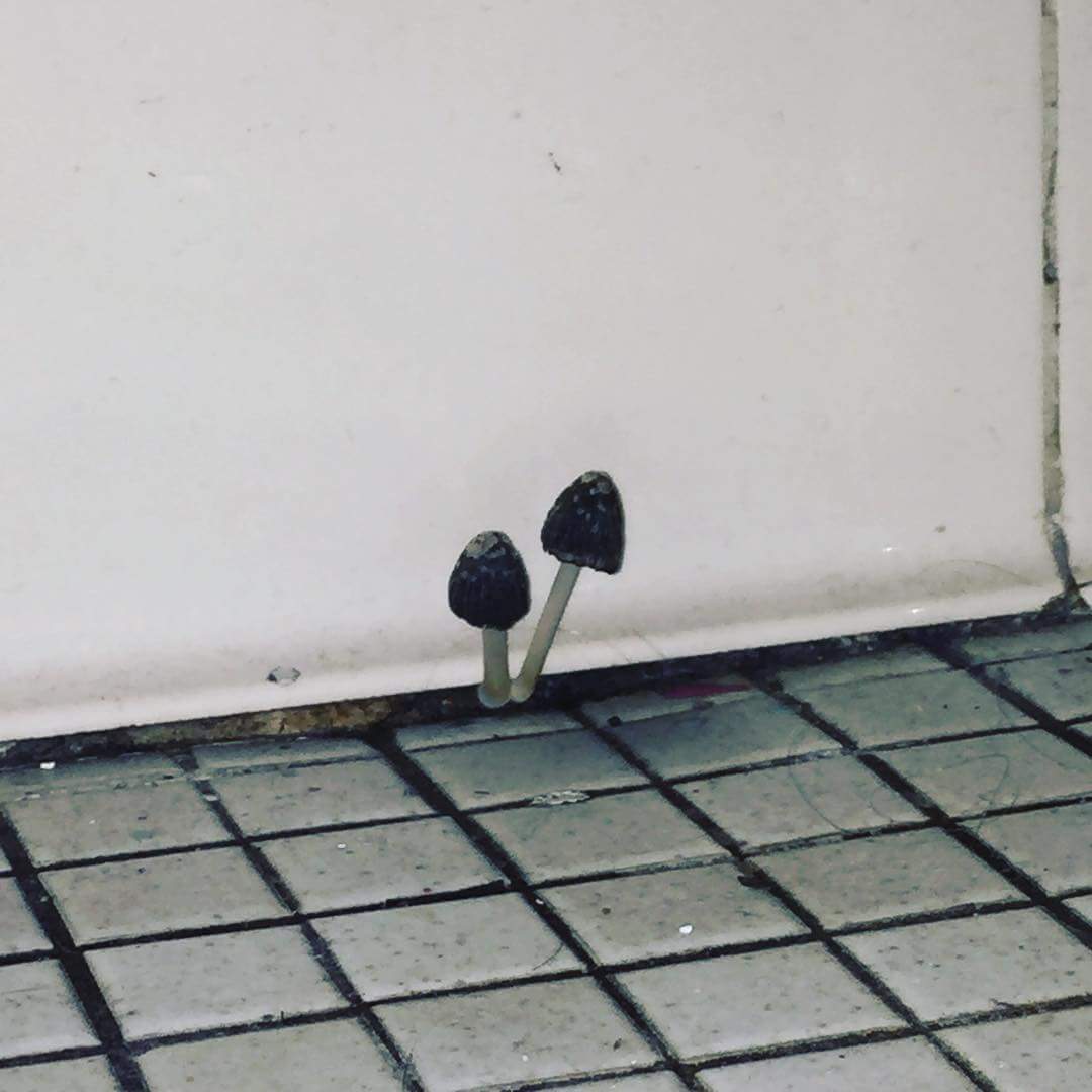 [General] Help in identifying this mushroom? Found in Bathroom, behind