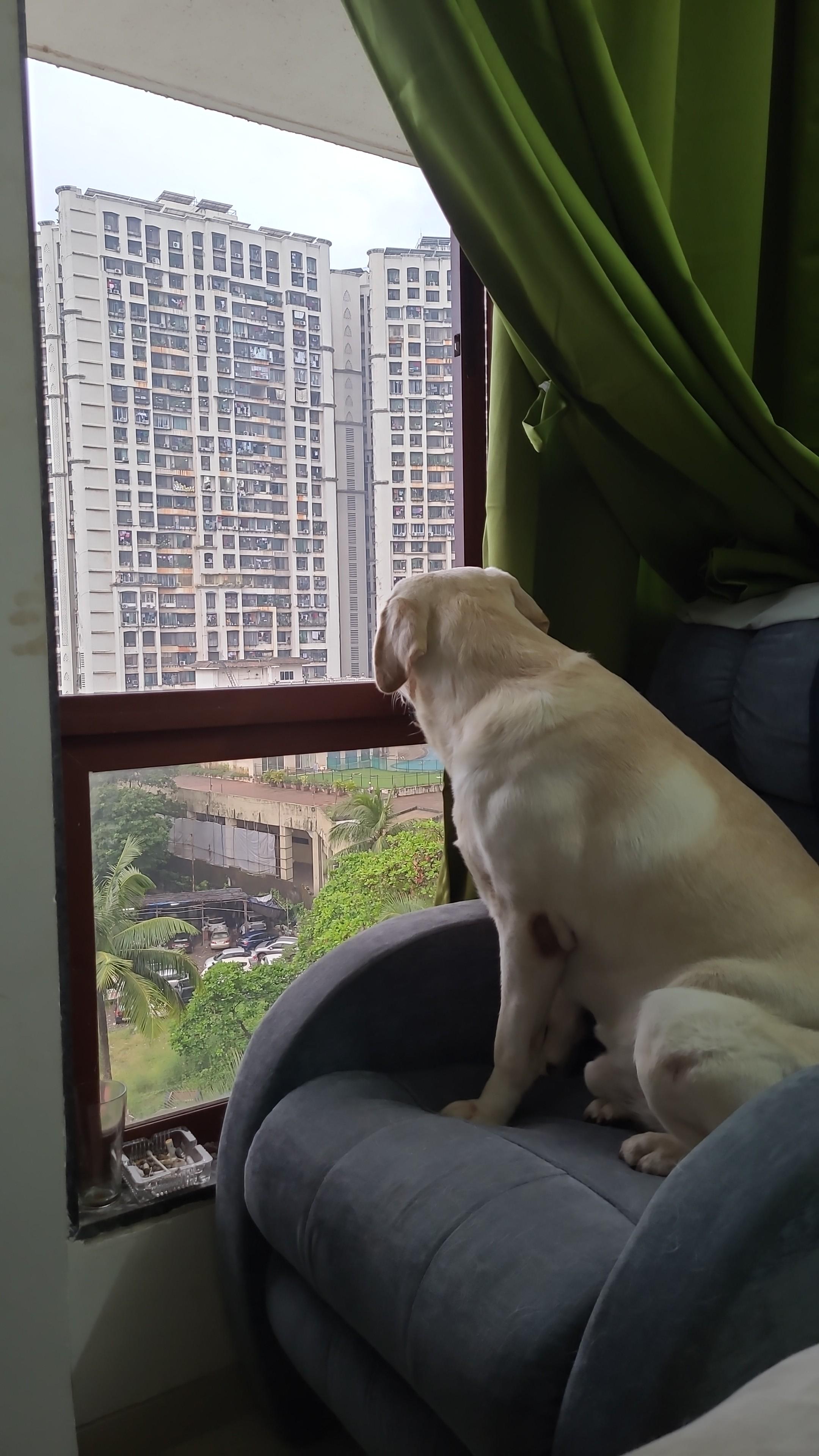 Looking for a good Vet and Groomers in Mumbai central r/IndianPets